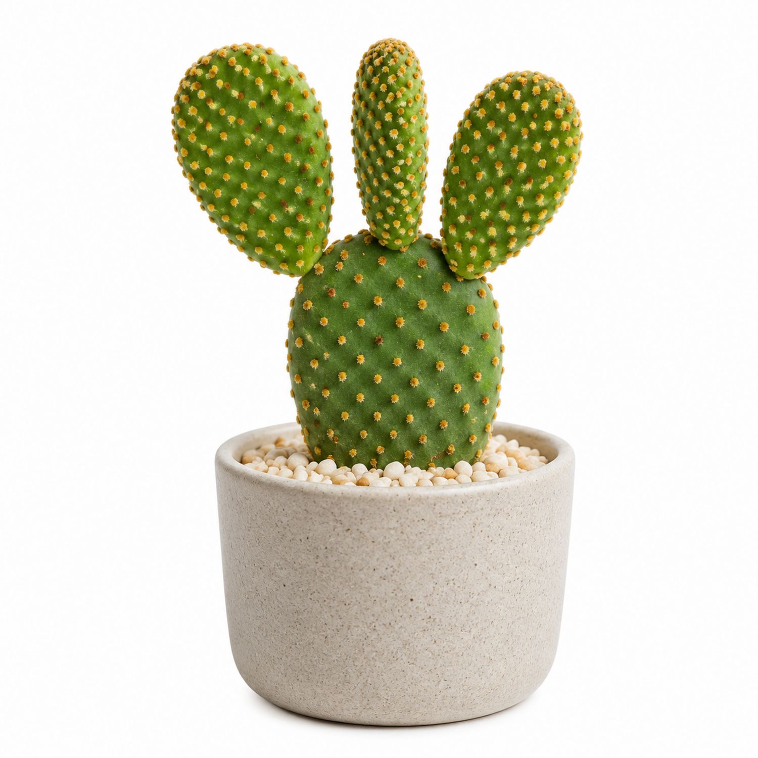 Cactus Opuntia Vert avec Pot en Céramique