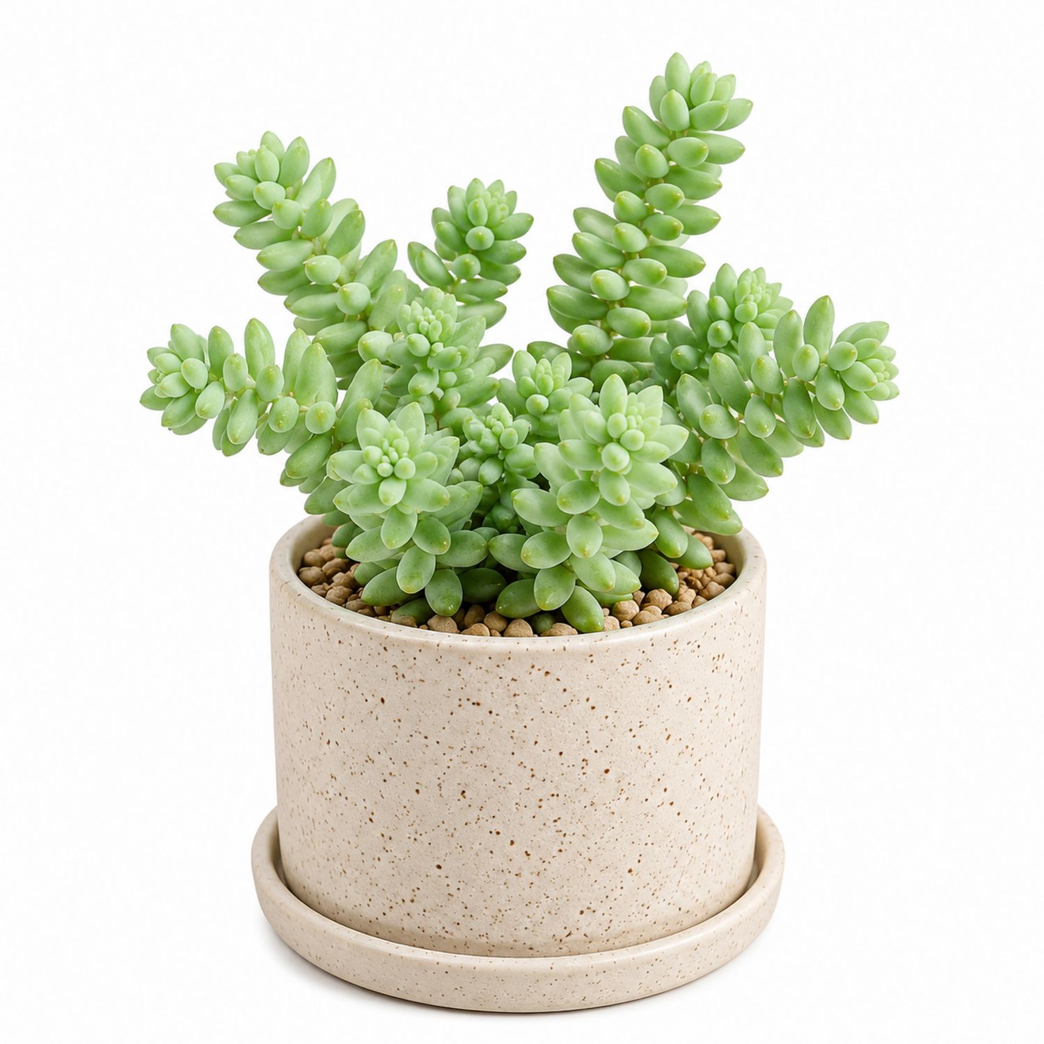 Plante succulente en pot beige
