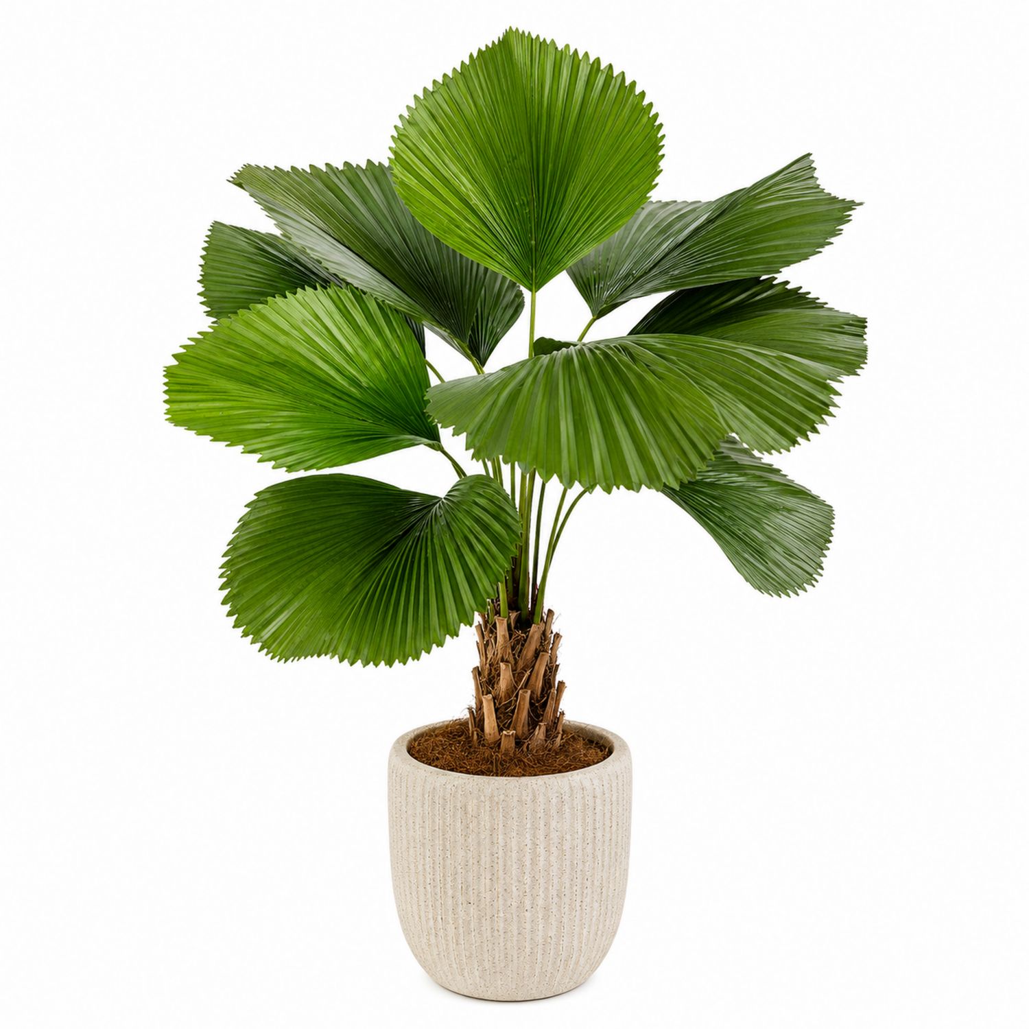 Palmier Artificiel Livistona avec Pot Beige 50 cm