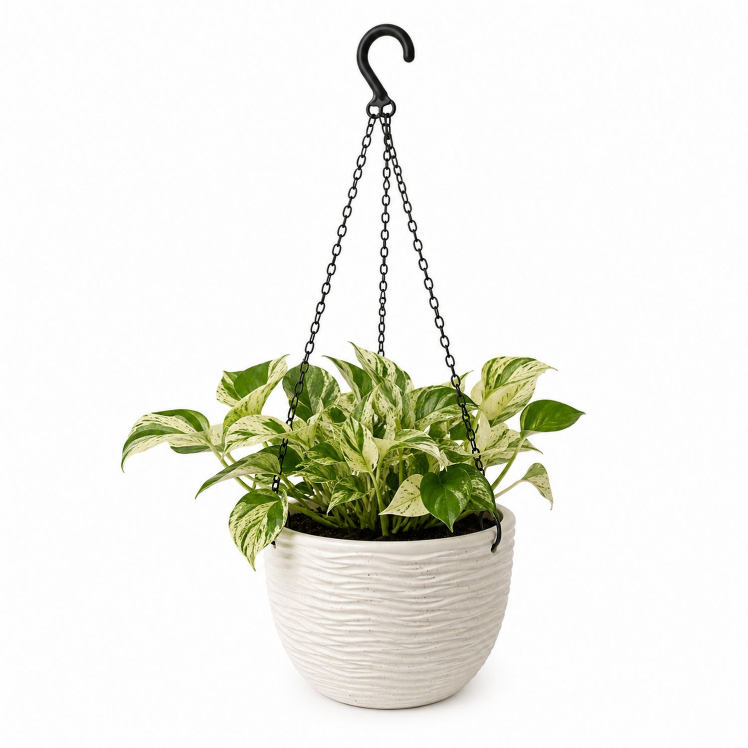 Plante suspendue Pothos en pot céramique blanc texturé