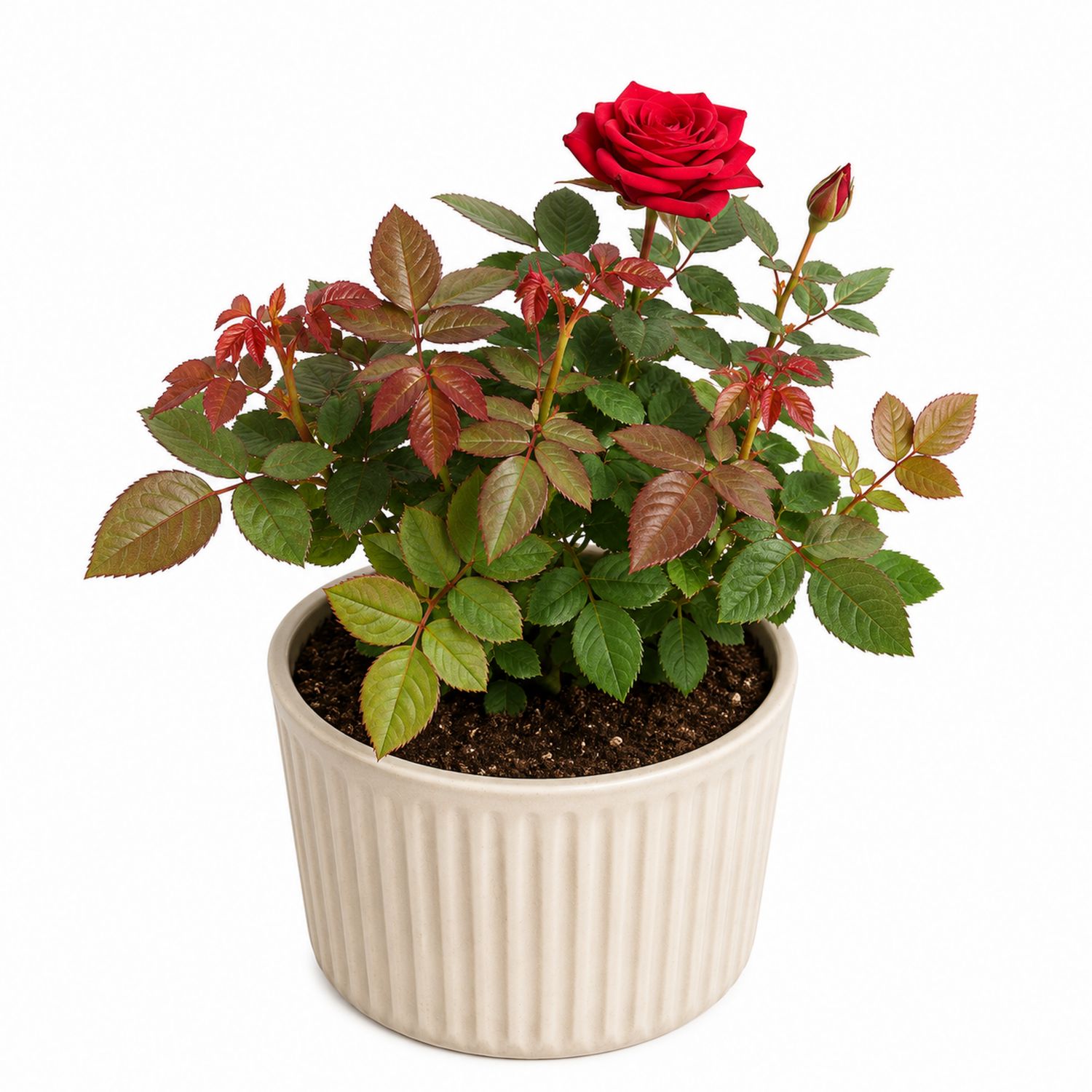 Rosier en Pot en Céramique avec Fleurs Éclatantes Rouges