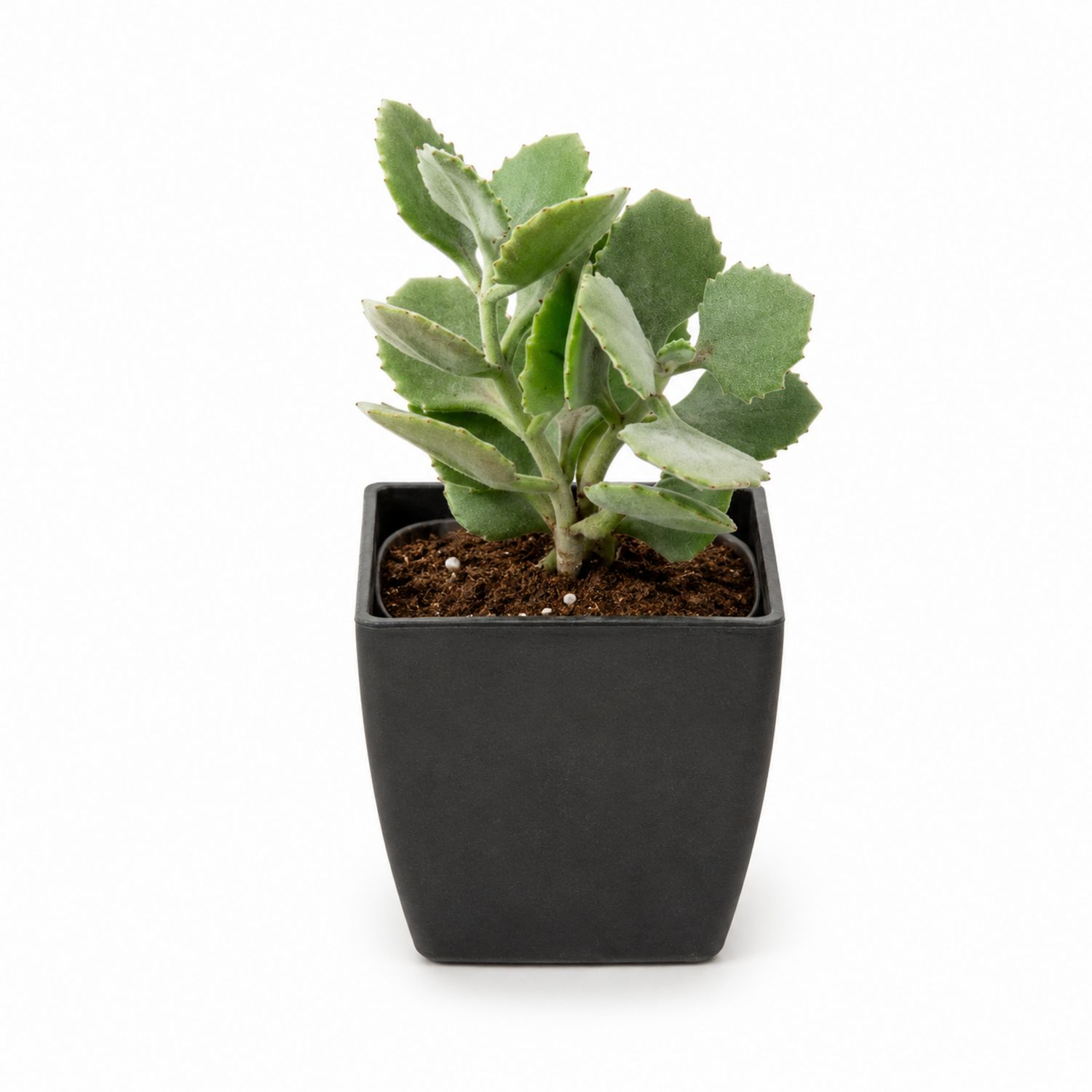 Plante Succulente en Pot Carré Noir