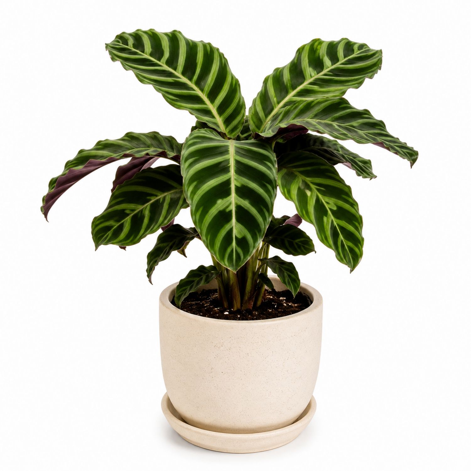 Plante Calathea en Pot Beige
