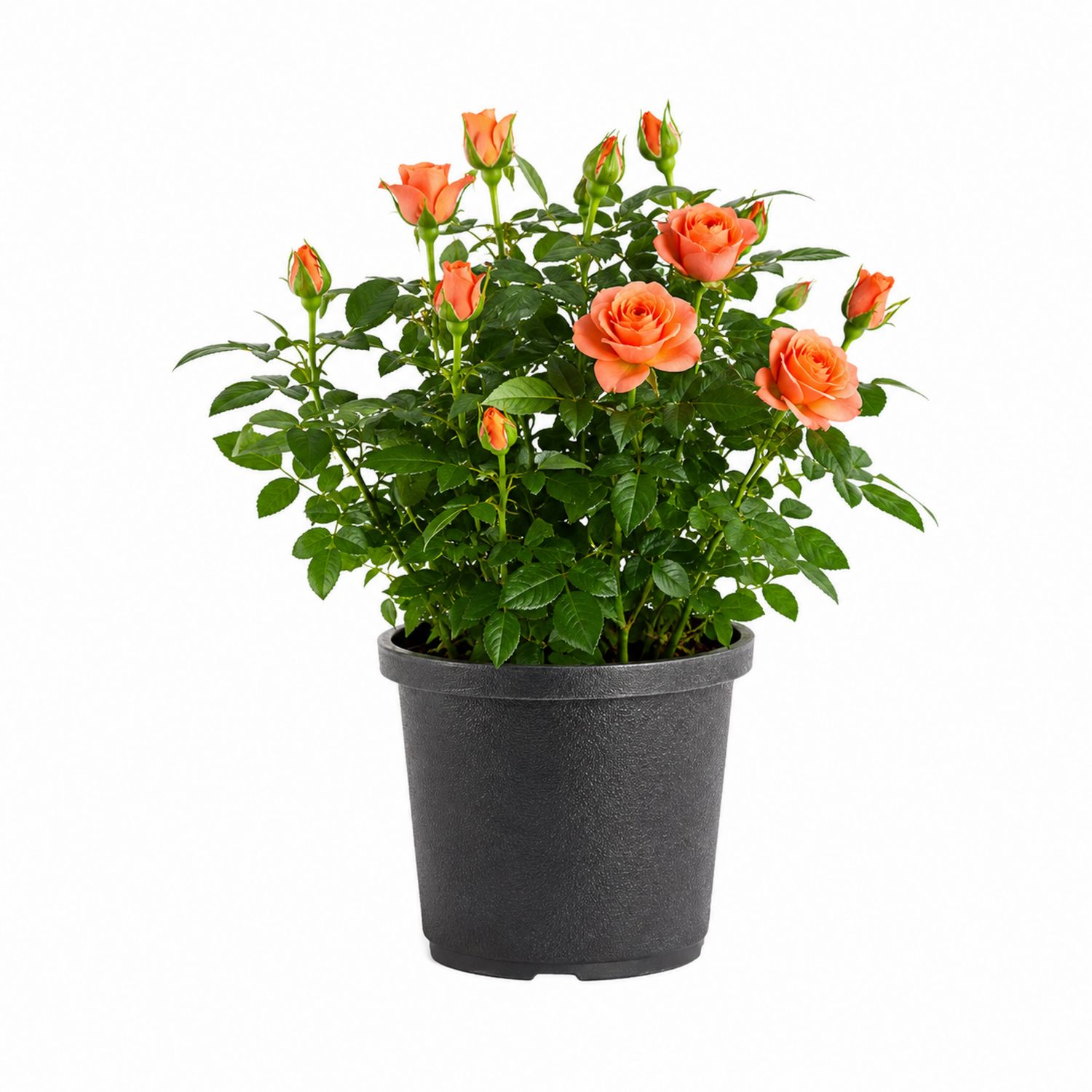 Rosier Nain Orange en Pot Noir 20x35 cm