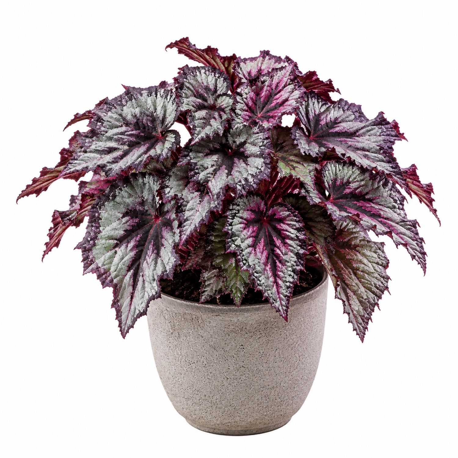 Bégonia Rex d'Intérieur Feuillage Multicolore 14cm