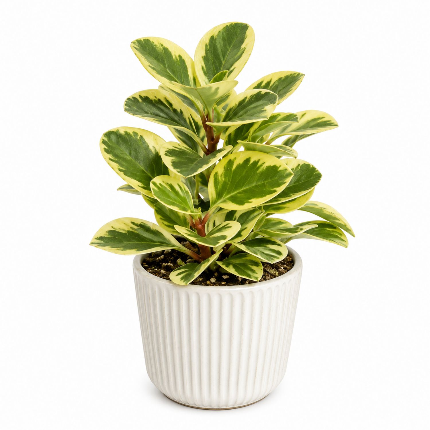 Plante d'intérieur Peperomia vert et jaune en pot céramique blanc