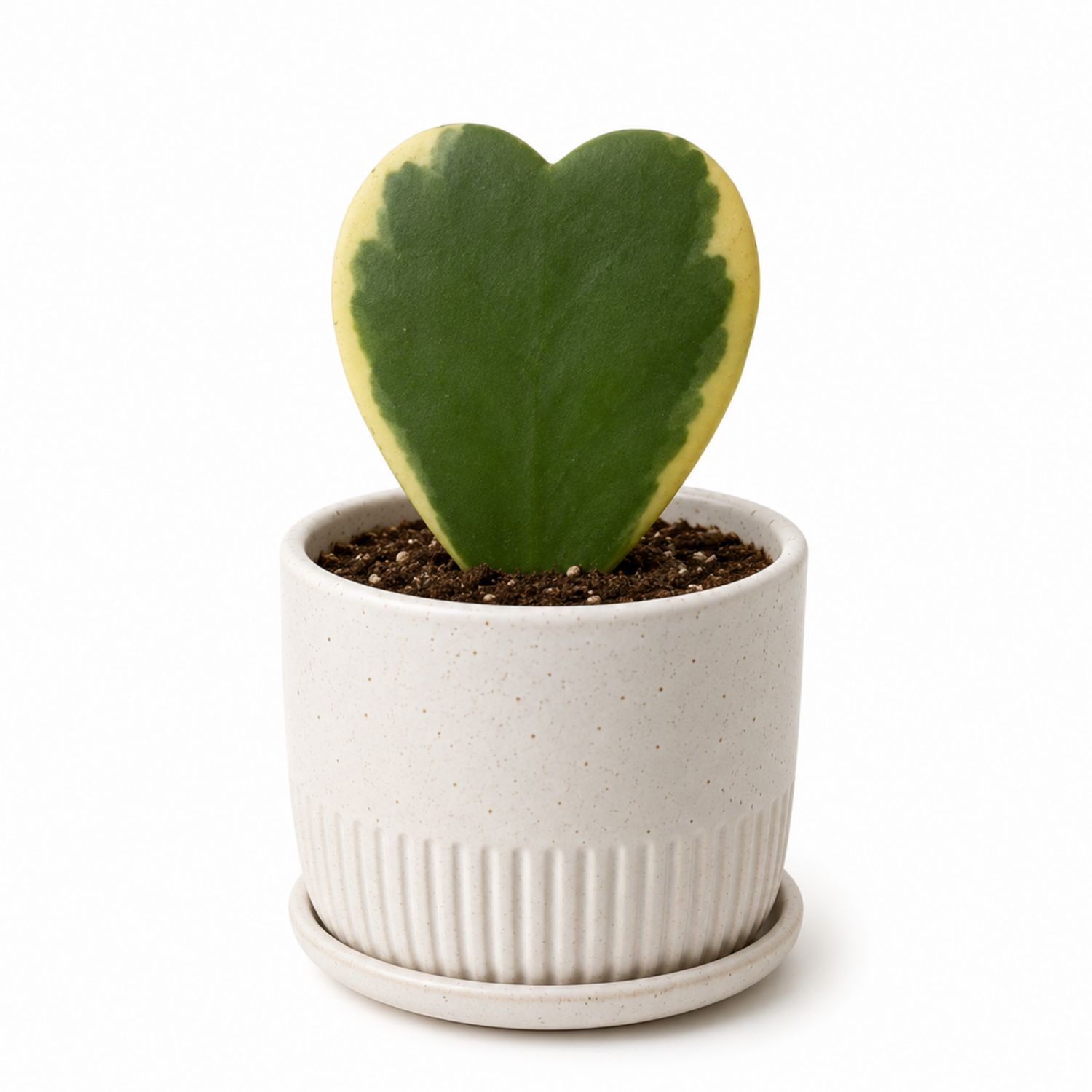 Plante grasse Hoya Kerrii en pot céramique blanc