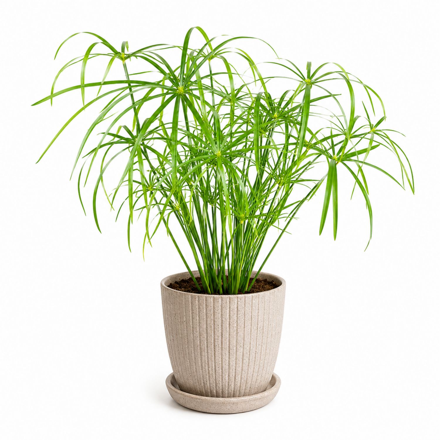 Cyperus Papyrus en Pot Beige