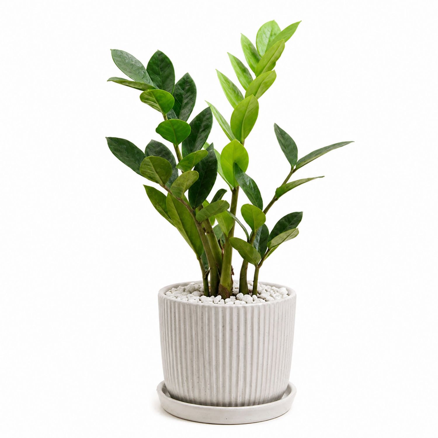 Plante d'Intérieur Zamioculcas Verte avec Pot Élégant