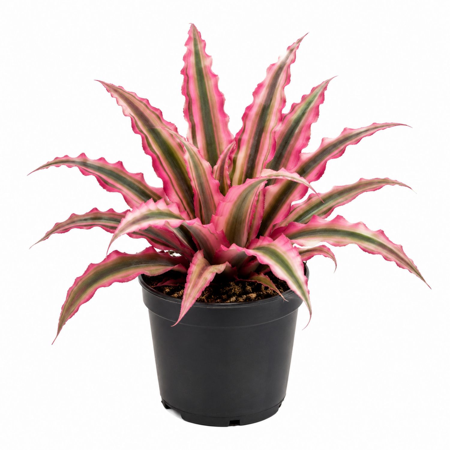 Broméliacée en pot rose et vert pour intérieur
