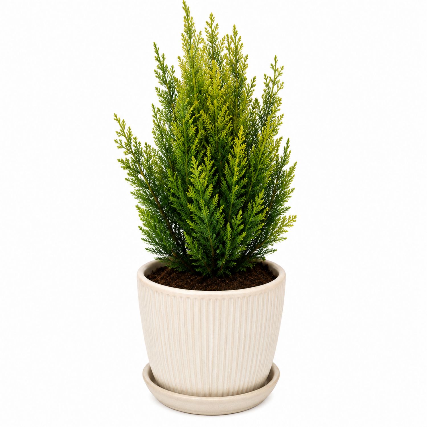 Plante Conifère Ornementale avec Pot de Céramique Beige