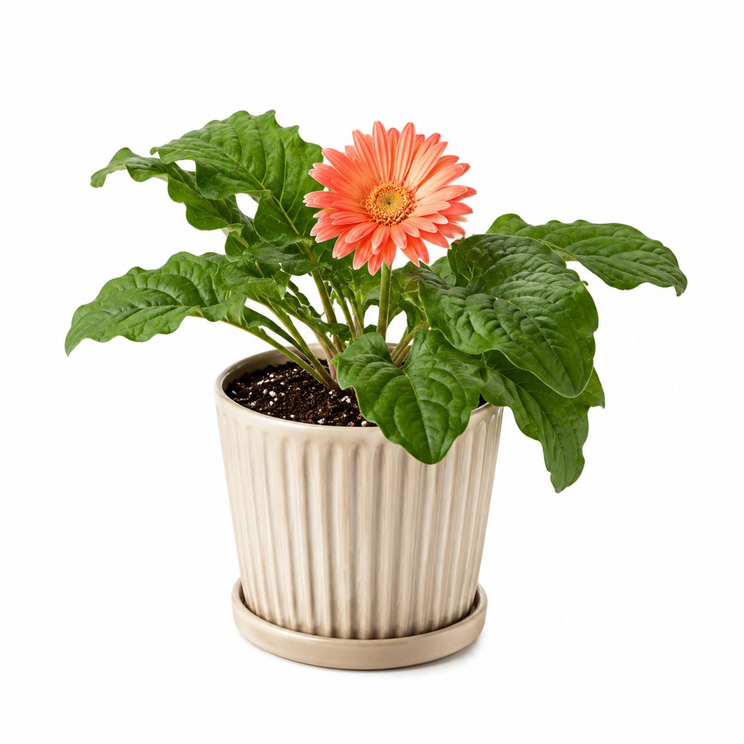 Plante d'Intérieur en Pot avec Gerbera Orange