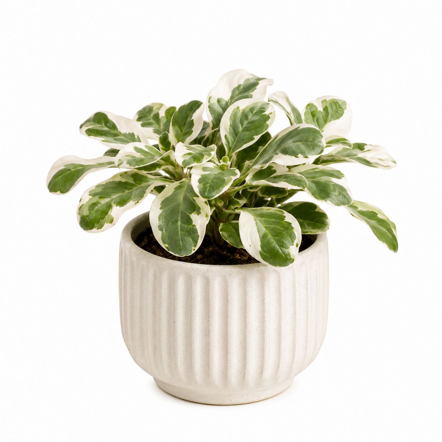 Plante d'intérieur verte et blanche en pot en céramique texturé