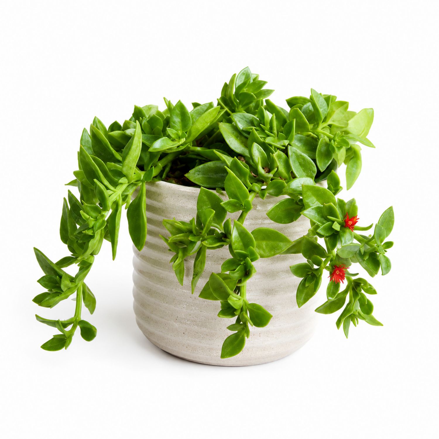 Plante Grasse Aptenia Cordifolia en Pot Céramique Vert et Blanc