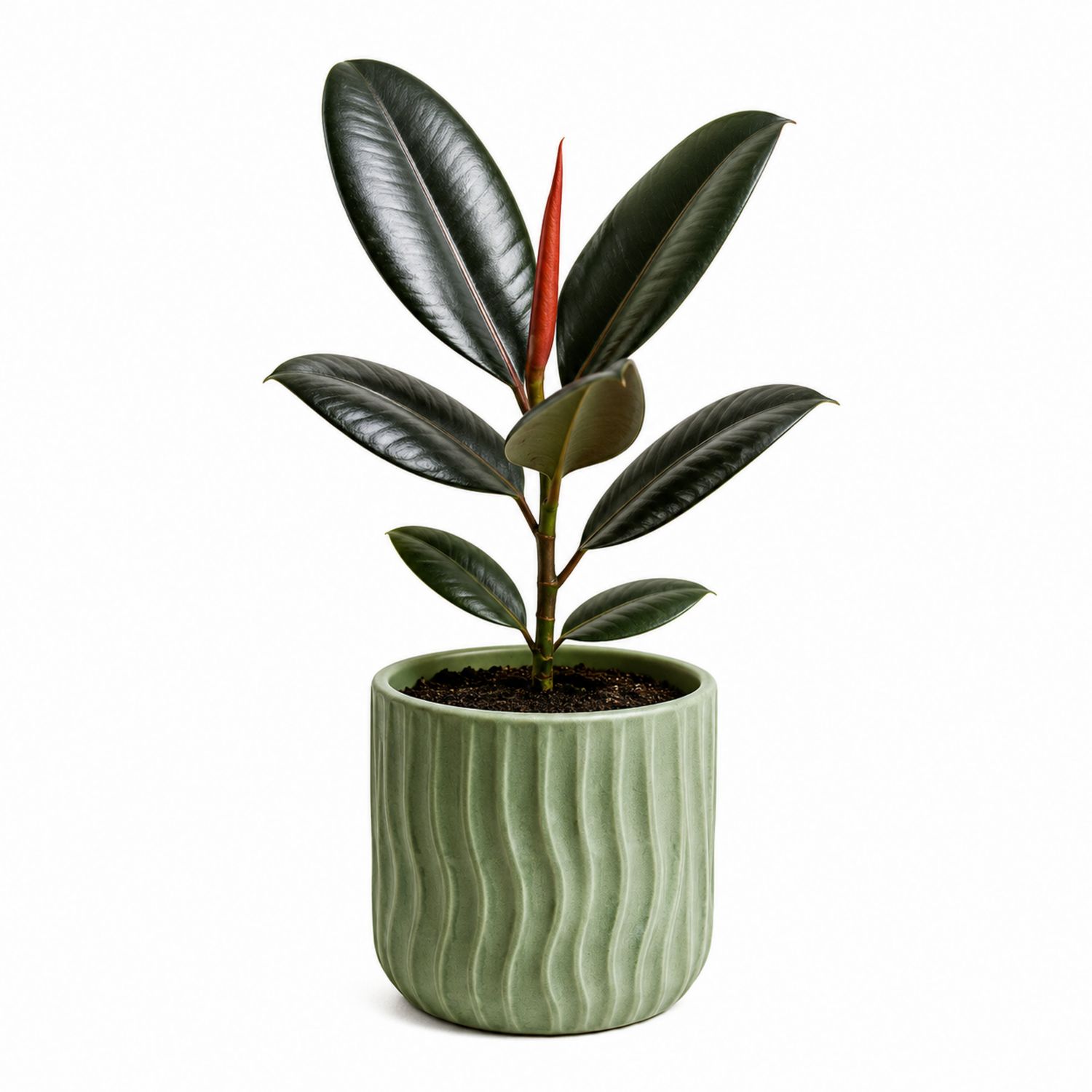 Ficus elastica avec pot en céramique ondulé vert foncé