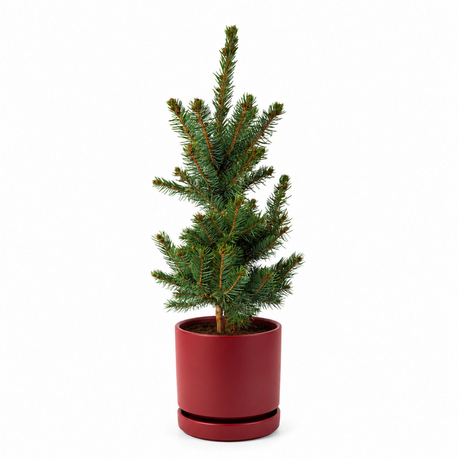 Petit Sapin de Noël en Pot Rouge 30 cm
