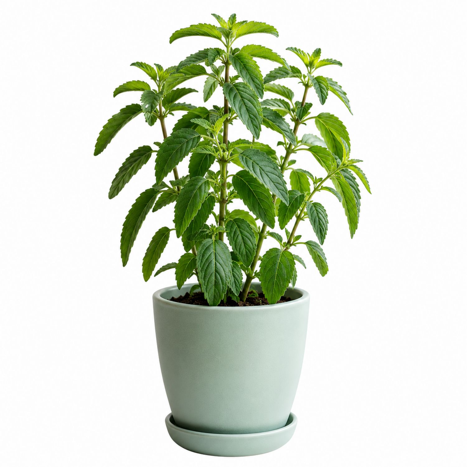 Plante verte d'intérieur en pot céramique vert clair 30 cm