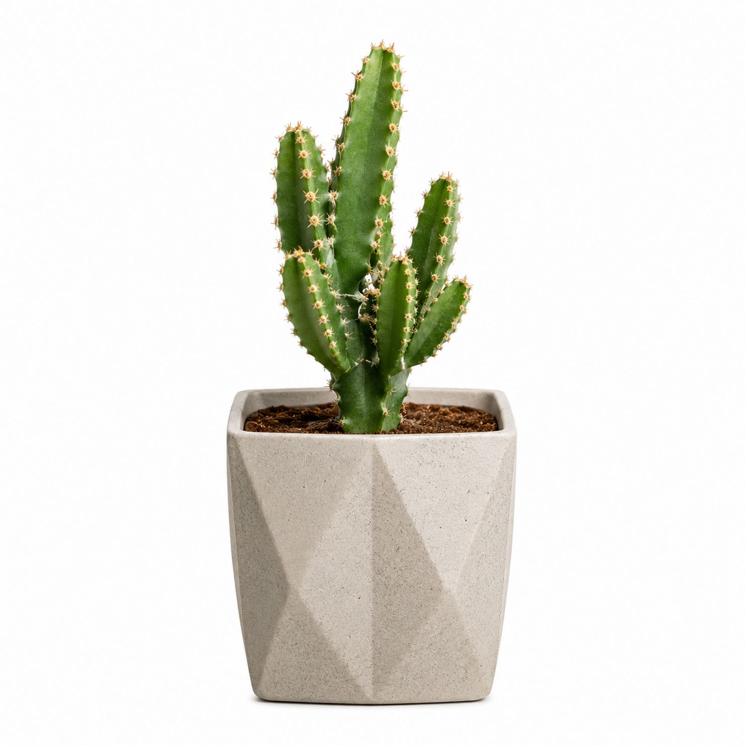 Cactus vert en pot géométrique moderne 15x25 cm