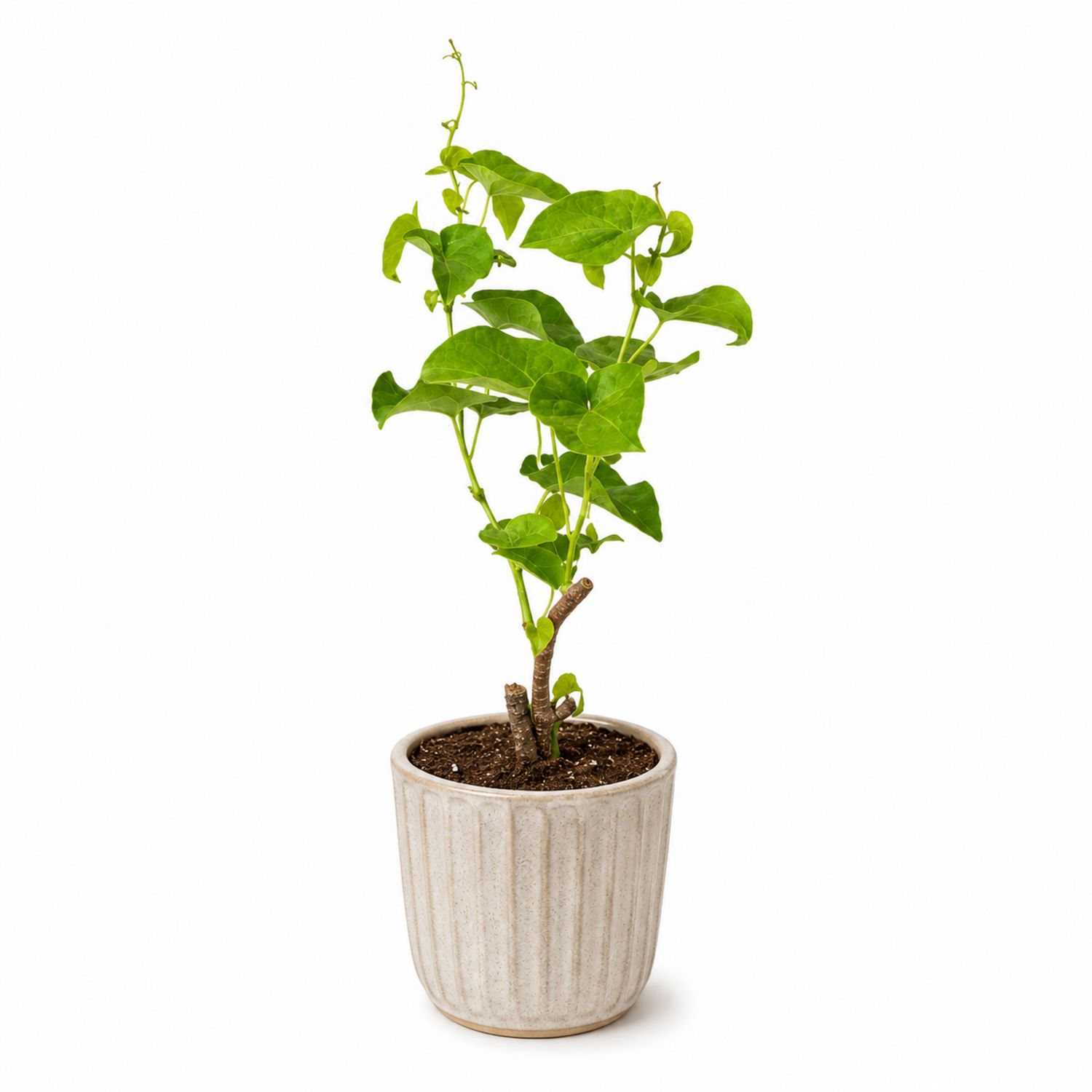 Plante Verte en Pot de Céramique Élégant - Dimensions 12x40cm