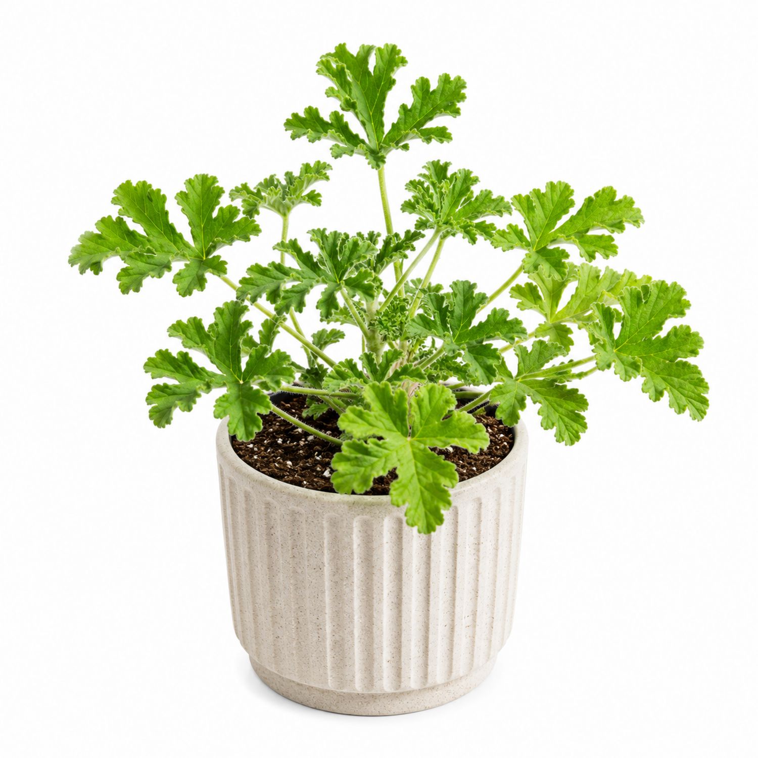 Géranium en Pot Moderne Vert pour Intérieur