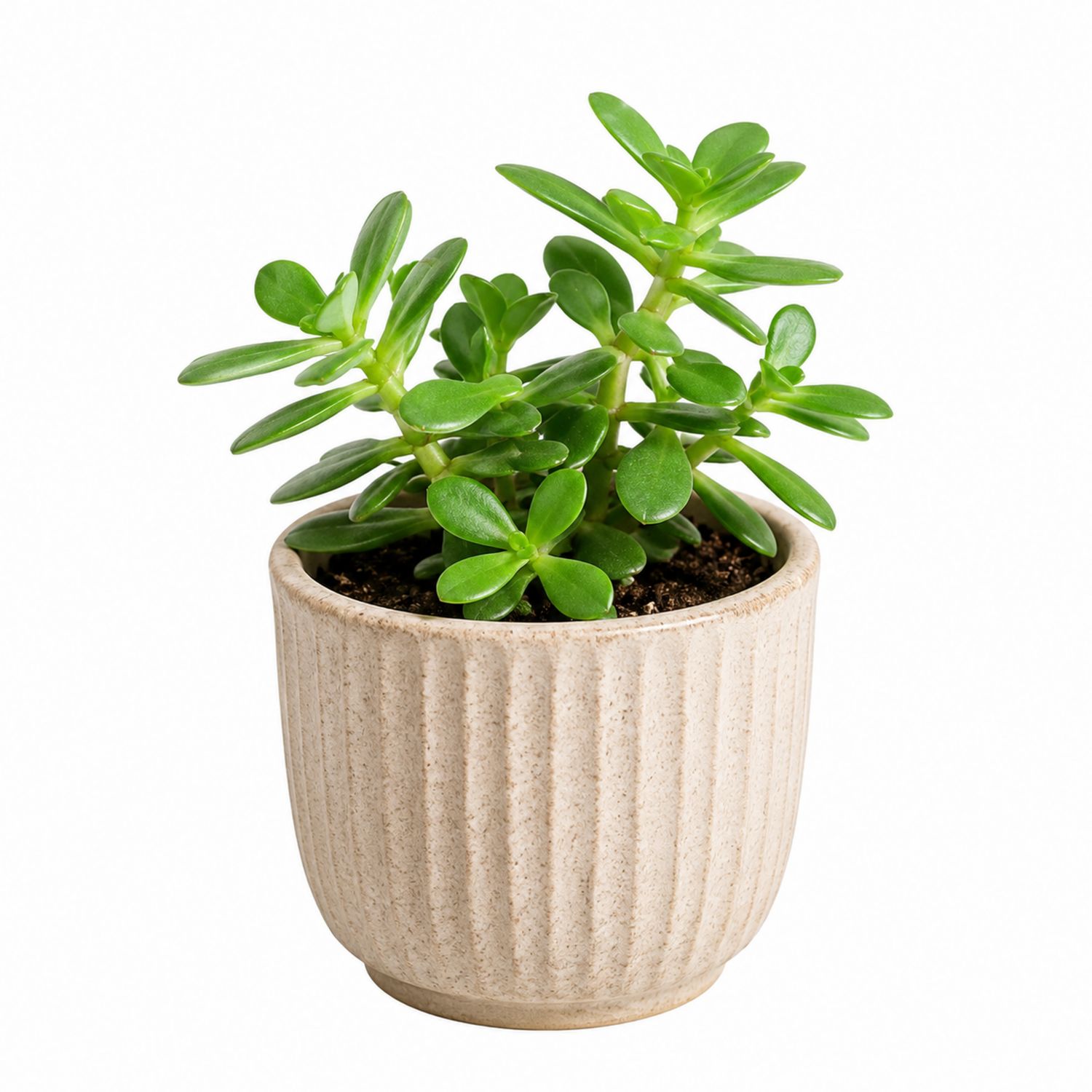 Plante Grasse Crassula ovata en Pot Céramique Beige