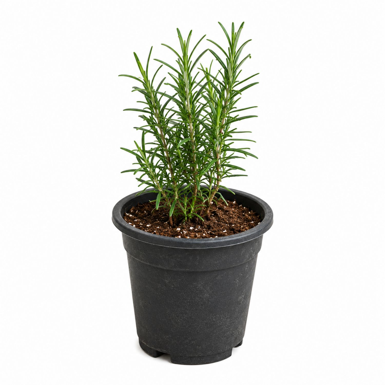 Plante de Romarin en Pot Noir pour Intérieur et Extérieur