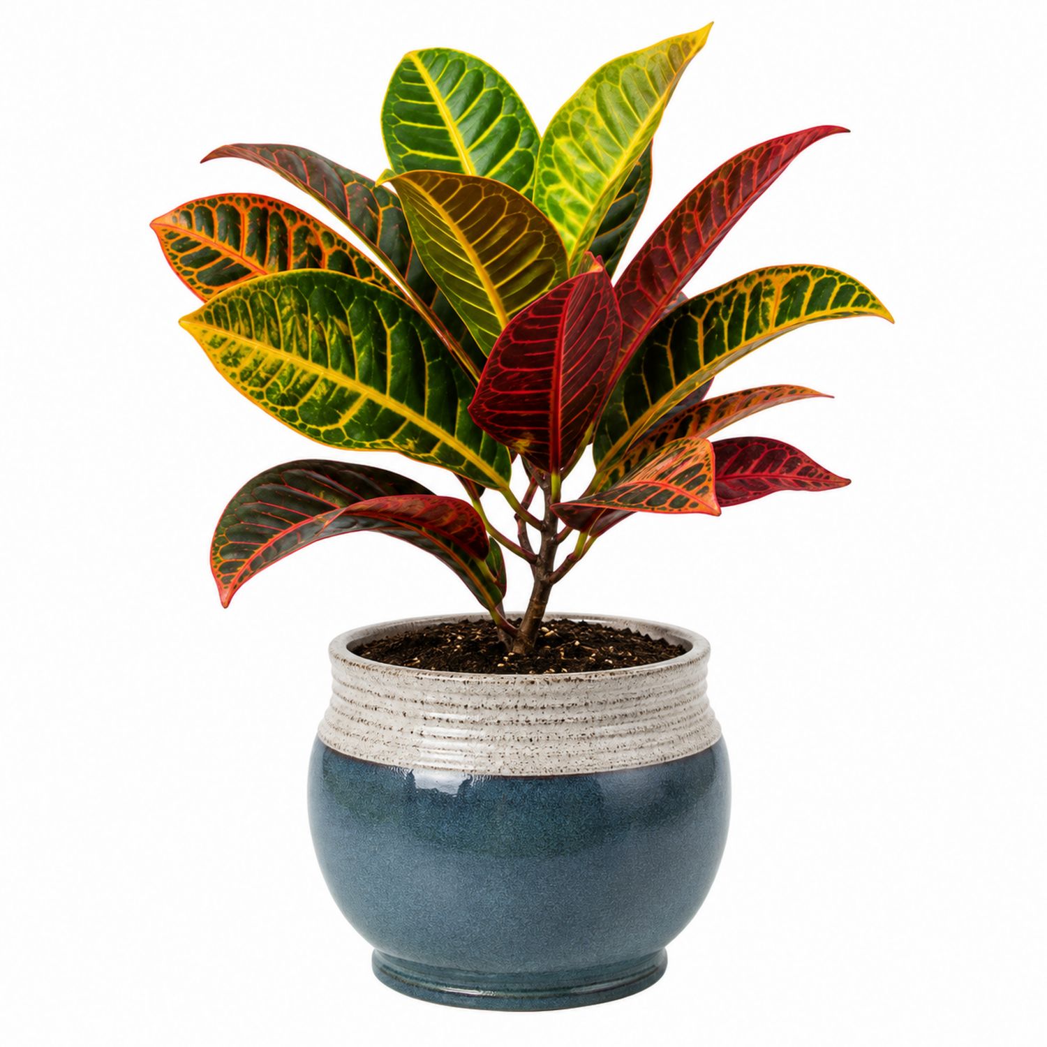 Croton d'intérieur avec Pot en Céramique, Multicolore