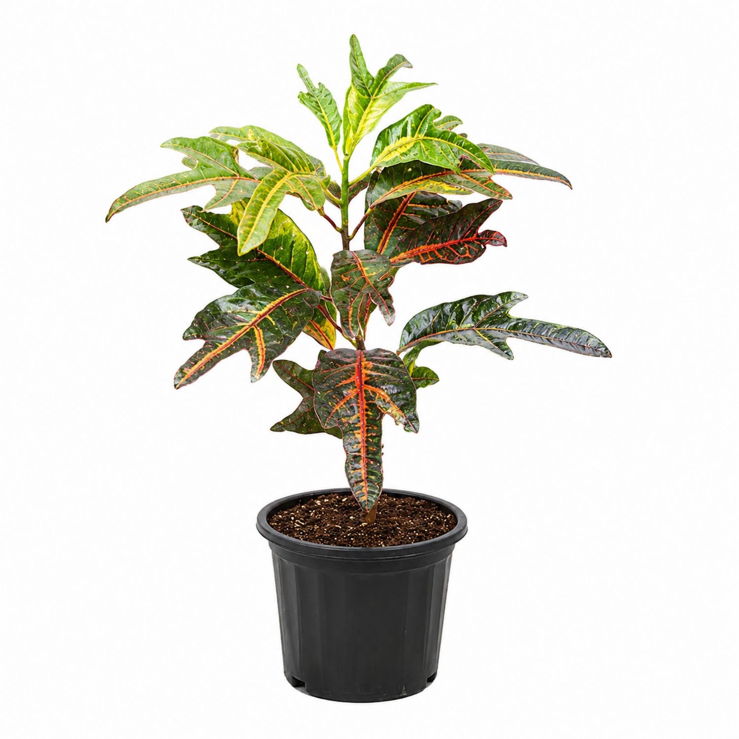 Plante Croton en Pot avec Feuilles Vertes et Rouges