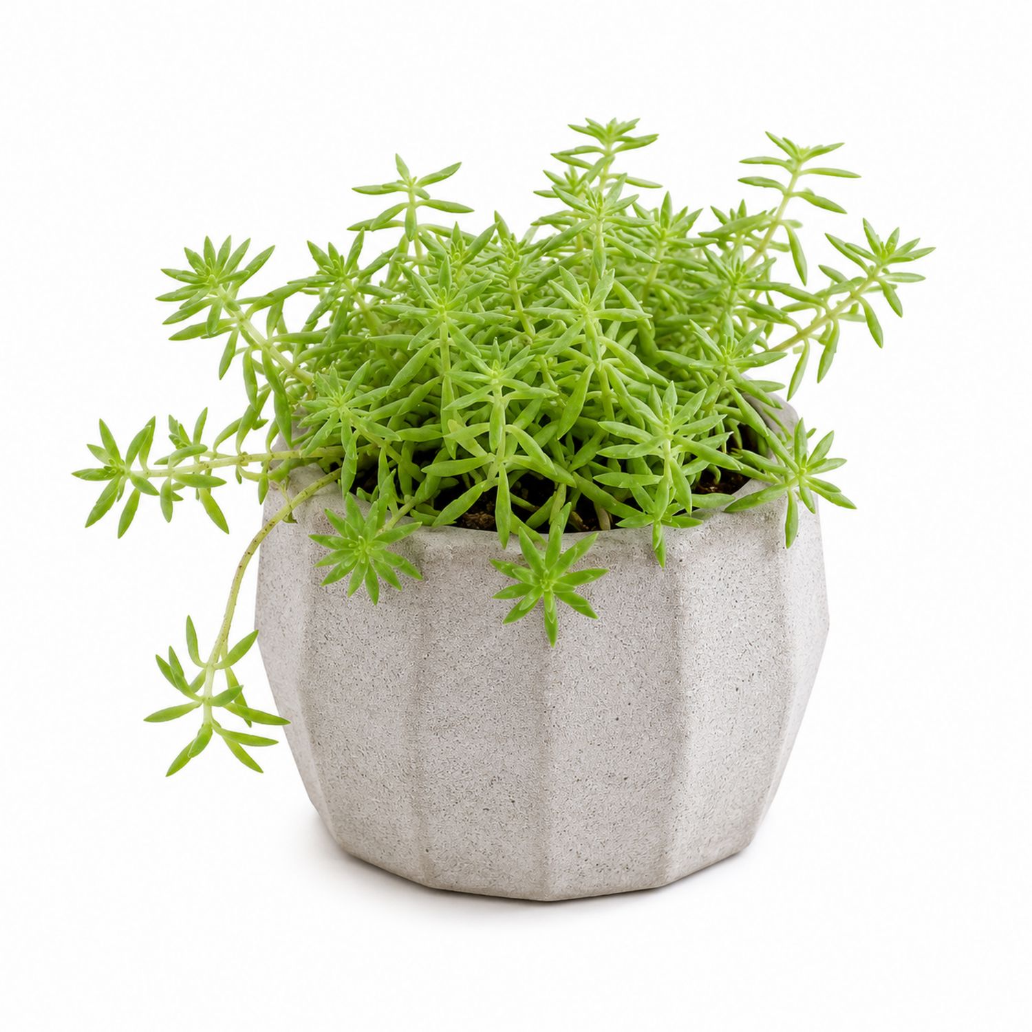 Sédum en Pot Gris avec Feuillage Vert