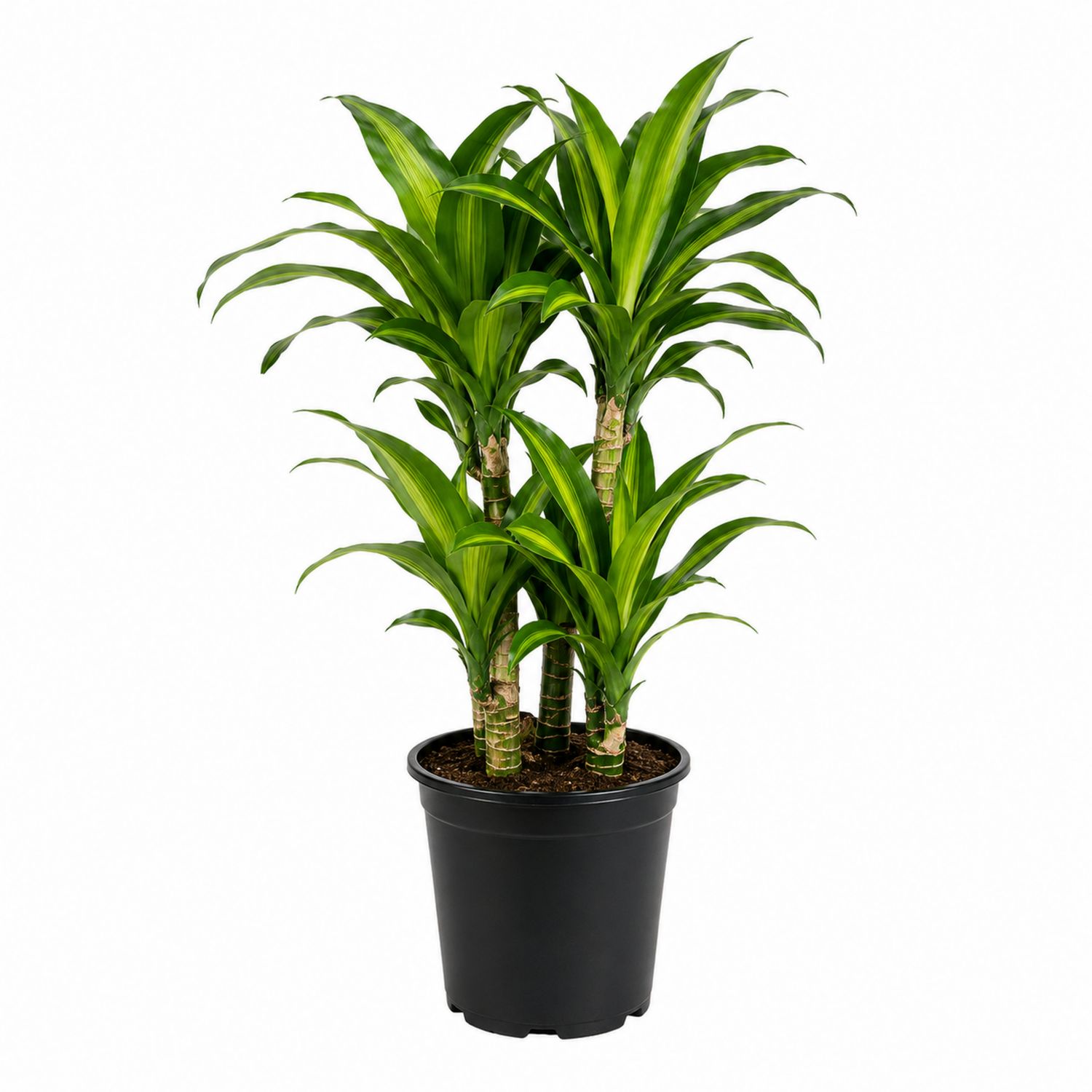 Dracaena Fragrans Plante d'Intérieur 80 cm en Pot Noir