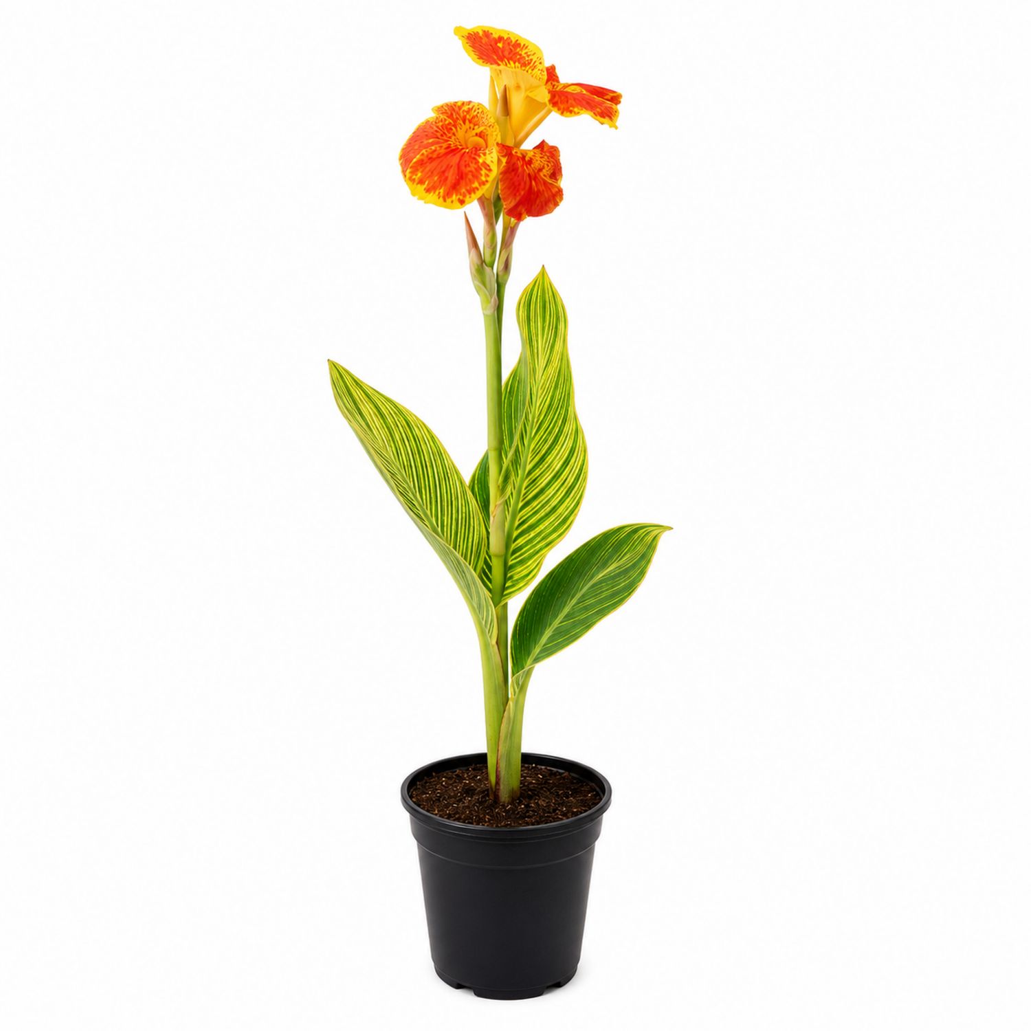 Canna en Pot avec Fleurs Oranges Vives