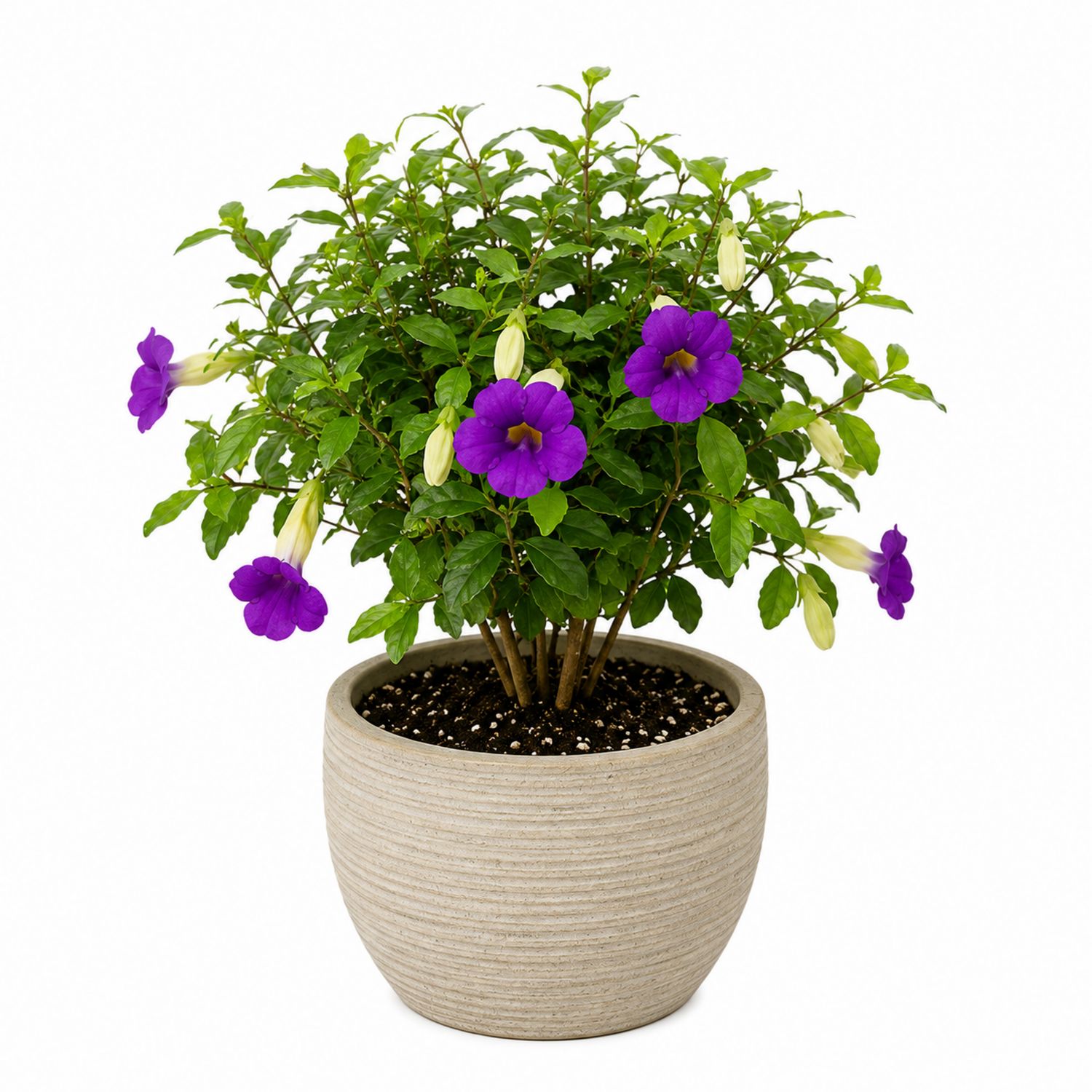 Plante en pot avec fleurs violettes et feuillage vert, pot 20 cm
