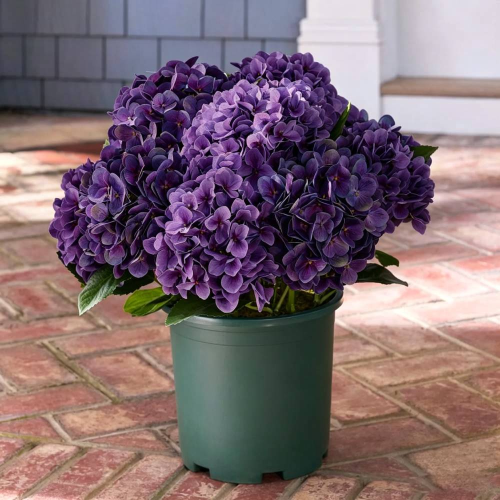 💥Last Day 70% OFF💐Artificial Outdoor Hydrangea Flowers - UV resistant, Waterproof, Windproof