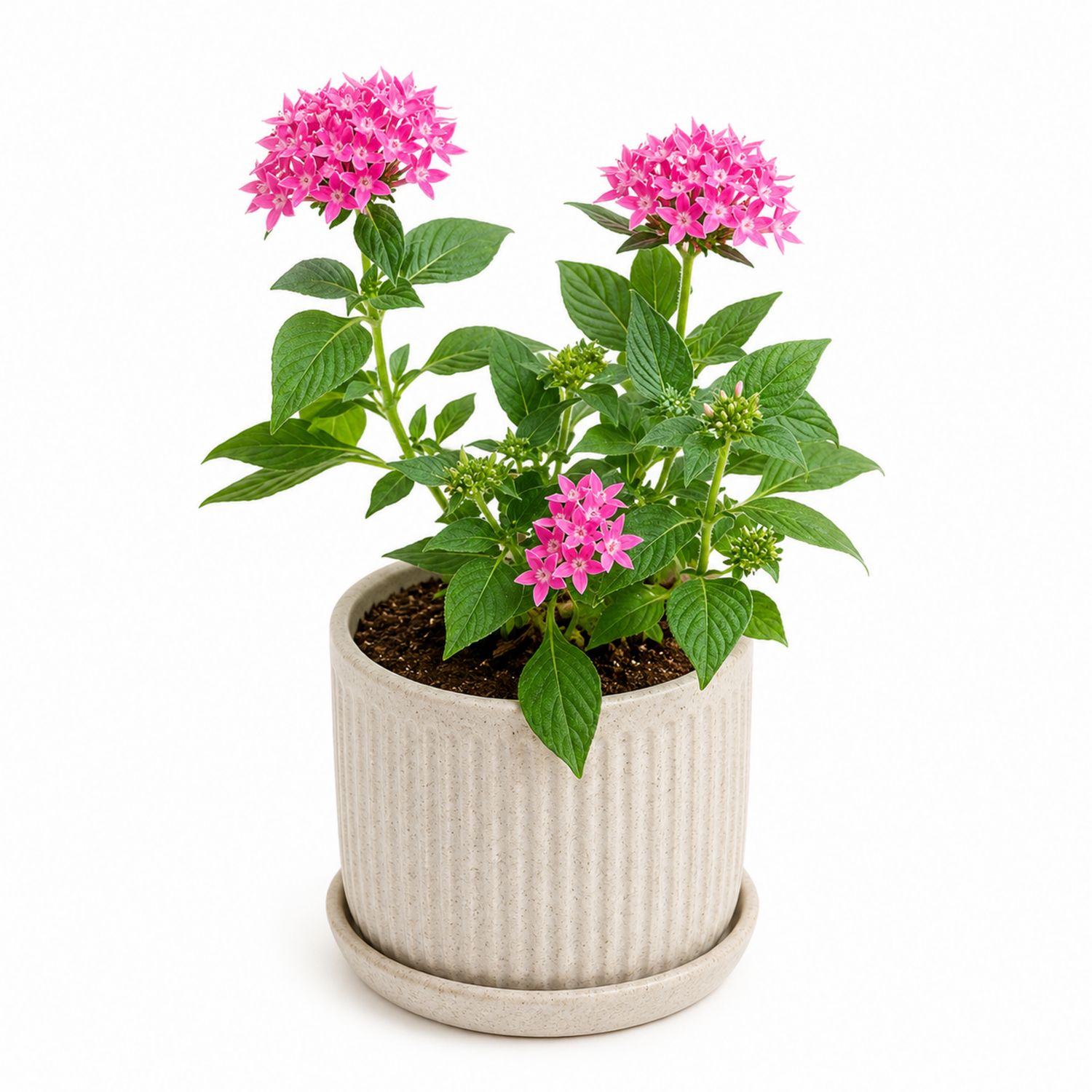 Planta de Interior Pentas Lanceolata con Flor Rosa