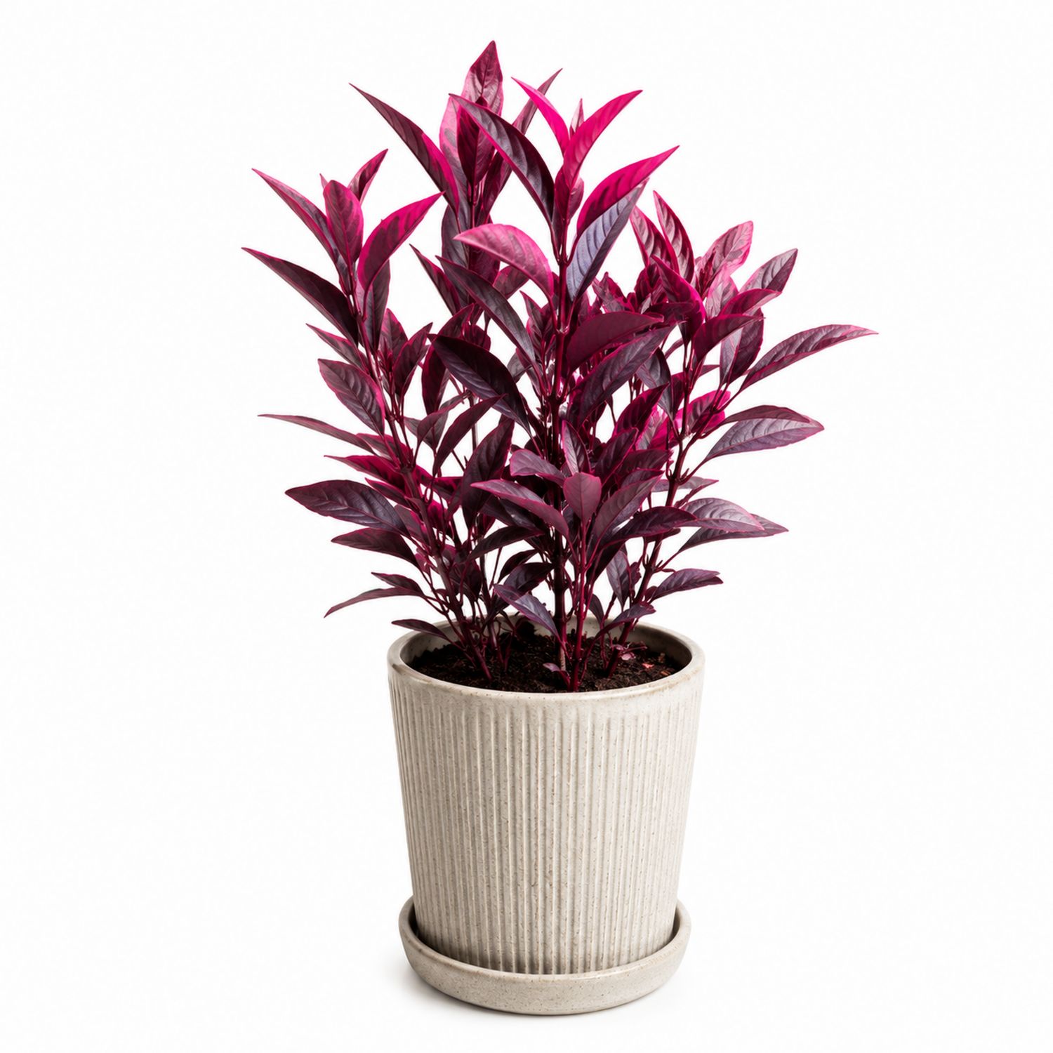 Planta de Interior con Hojas Púrpuras en Maceta de Cerámica 15x40 cm