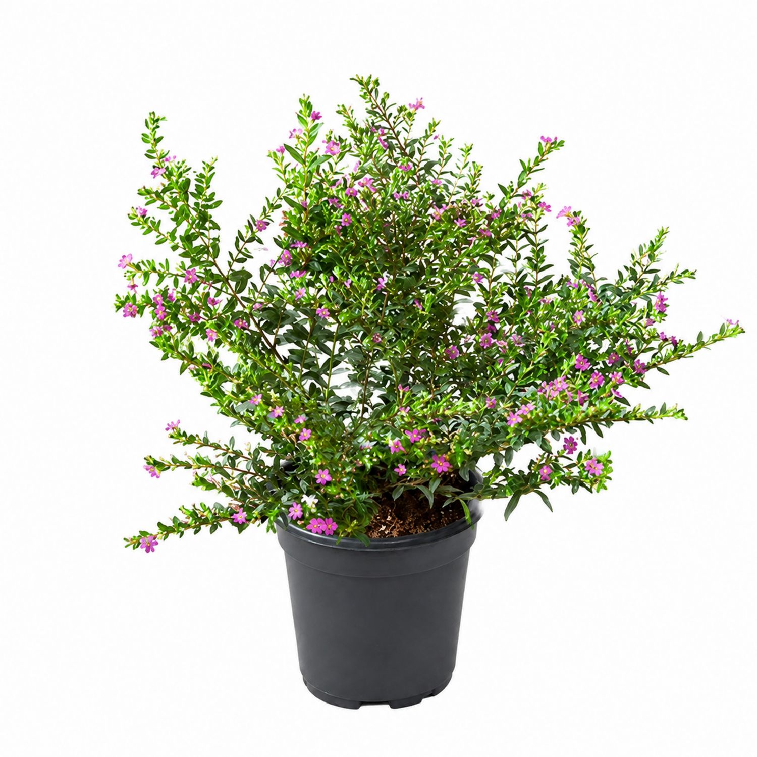 Planta ornamental Cuphea con flores púrpuras en maceta de 15x30 cm