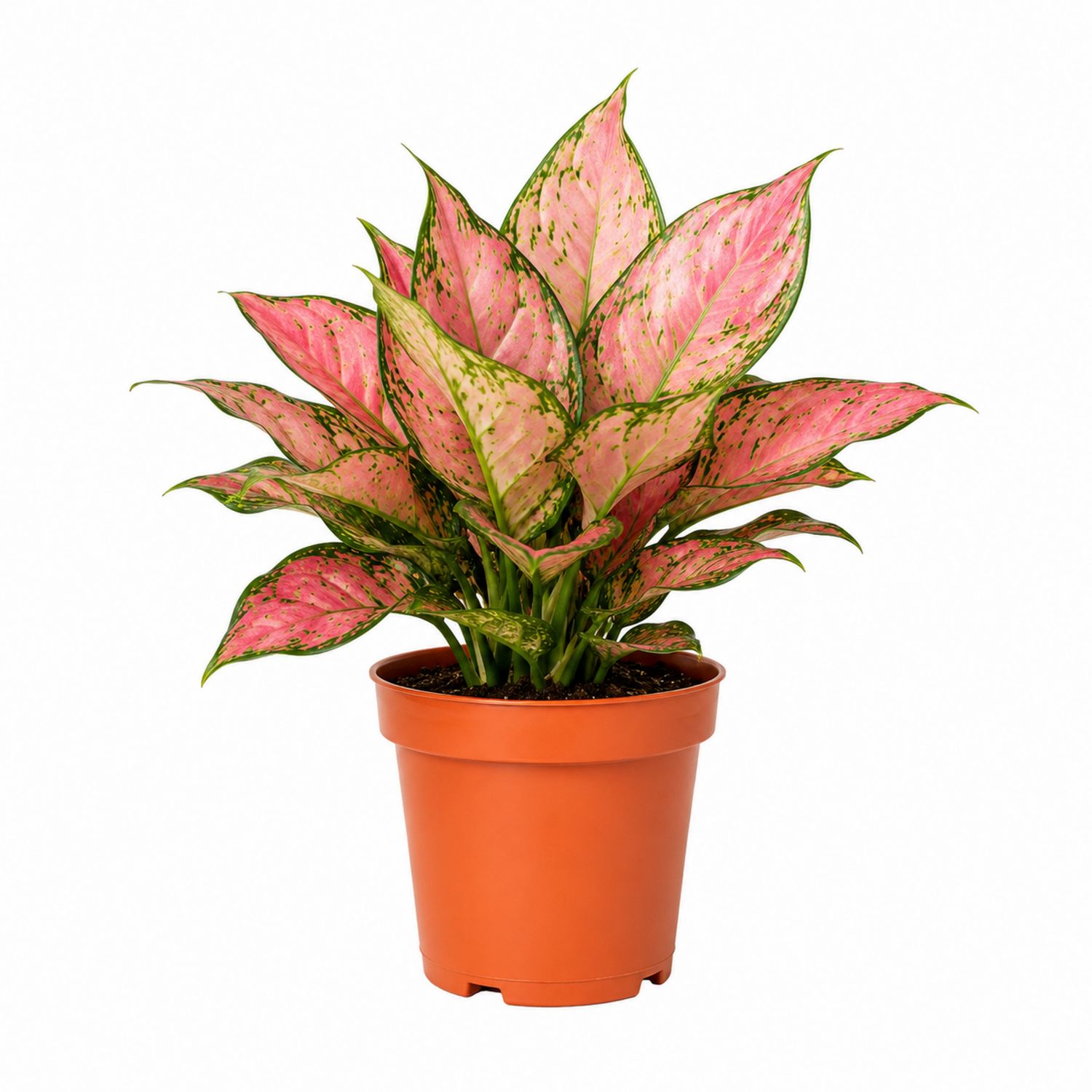 Planta de Interior Aglaonema Rosa y Verde en Maceta de 20cm