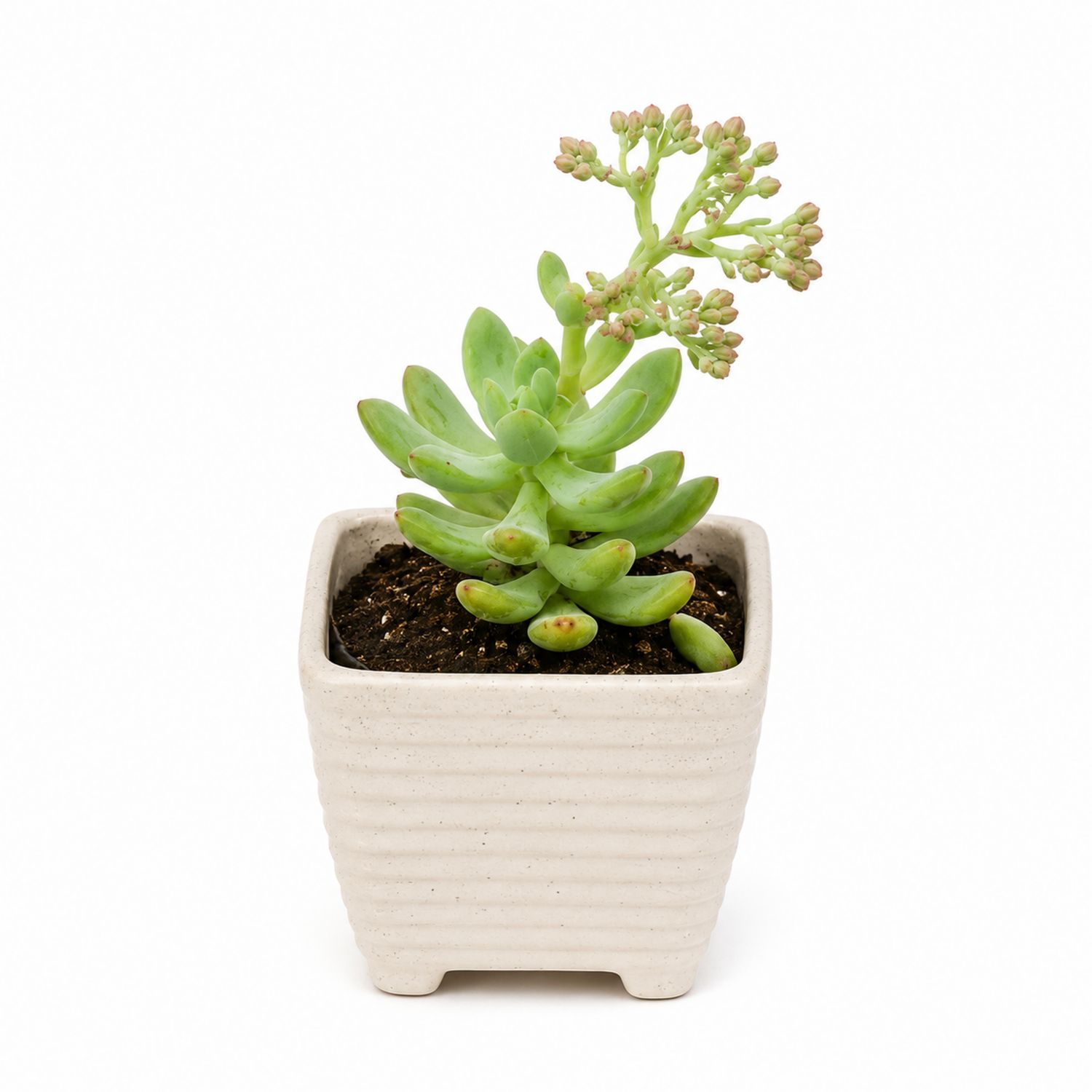 Planta suculenta verde en maceta cuadrada blanca