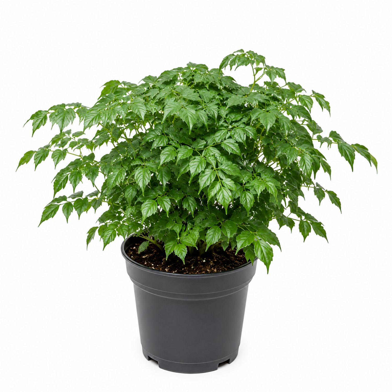 Planta de Interior Verde con Hojas Brillantes en Maceta Negra