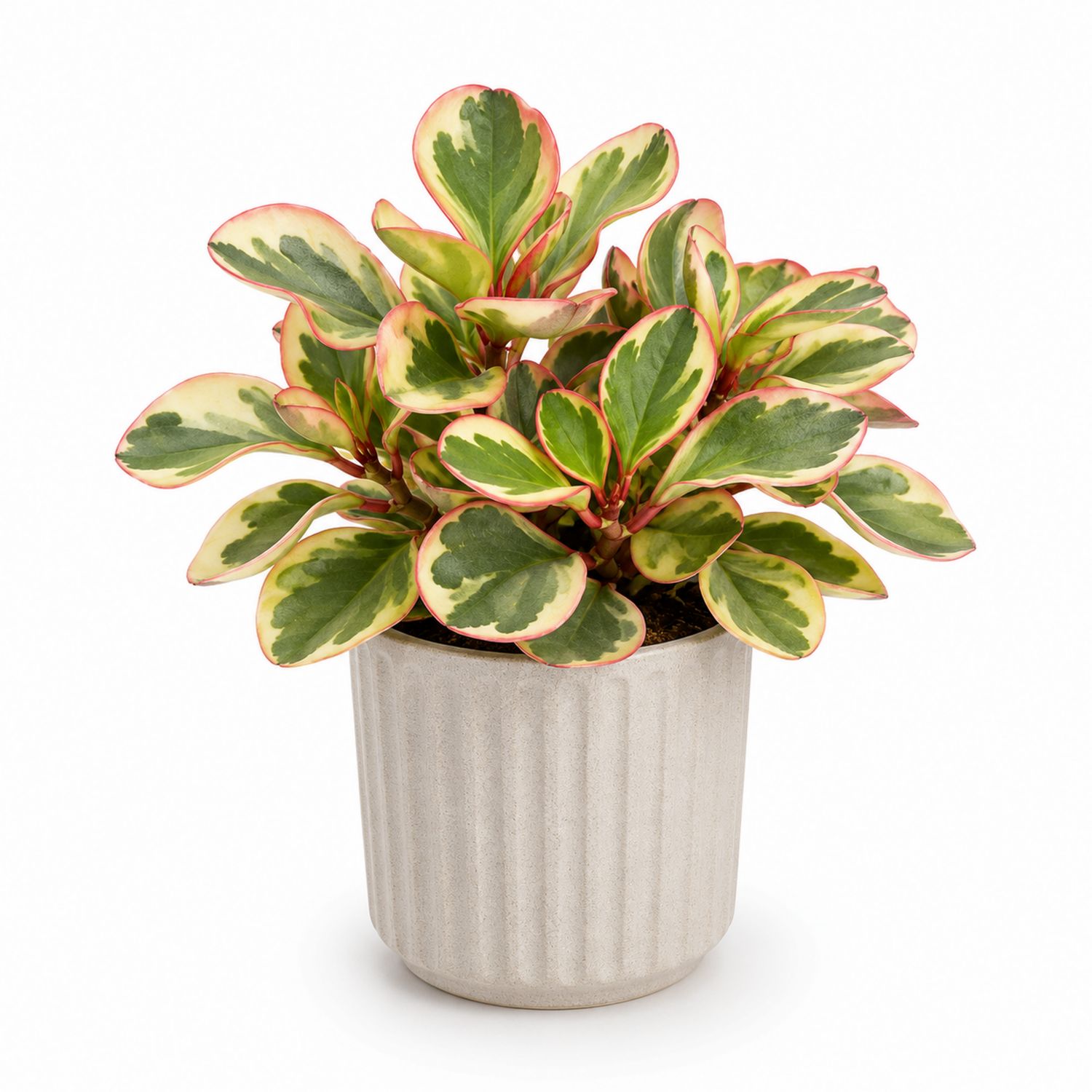 Planta Peperomia en Maceta Decorativa con Follaje Variegado Verde y Rojo