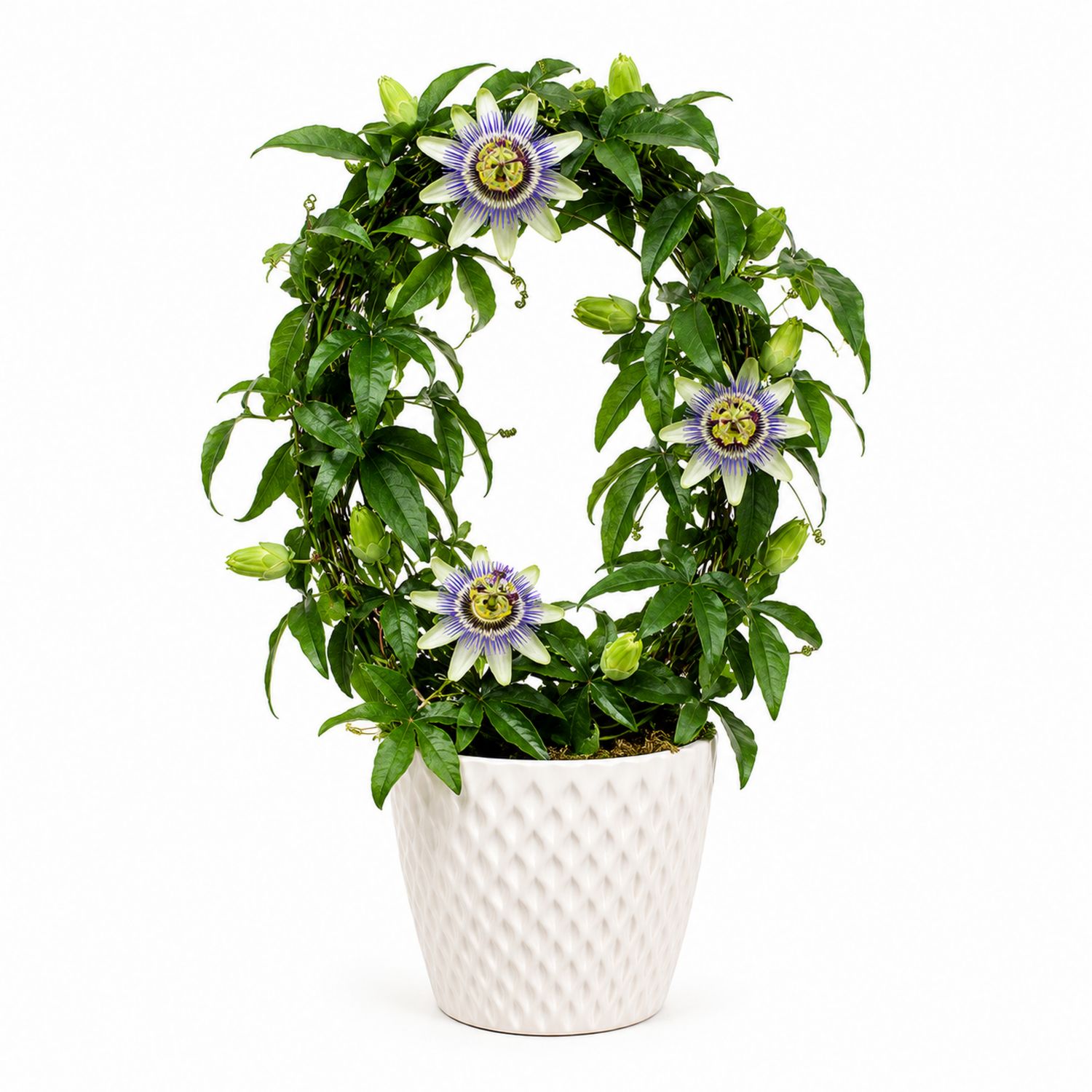Planta Trepadora de Passiflora en Maceta Blanca