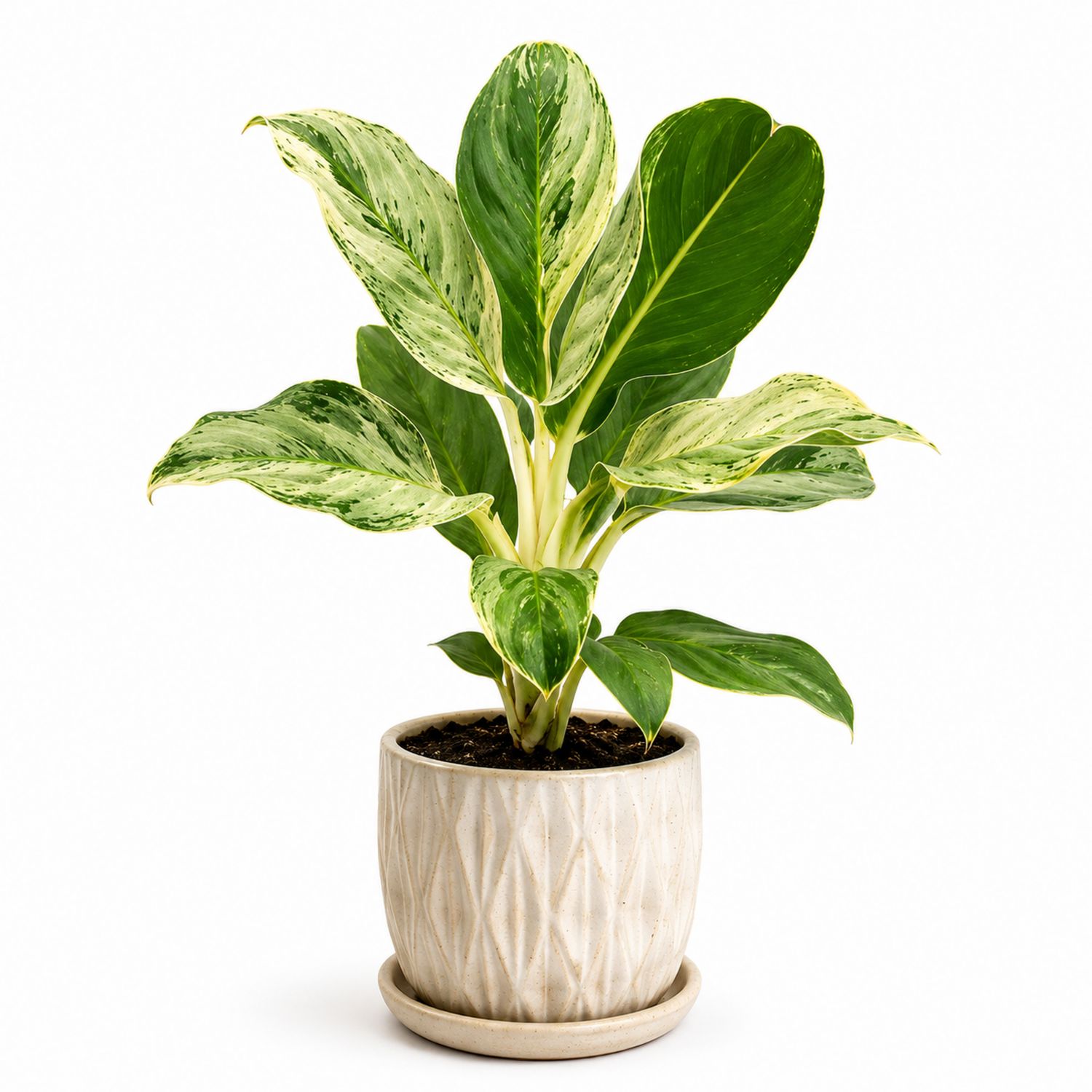 Planta de Interior Aglaonema Verde y Crema en Maceta de Cerámica