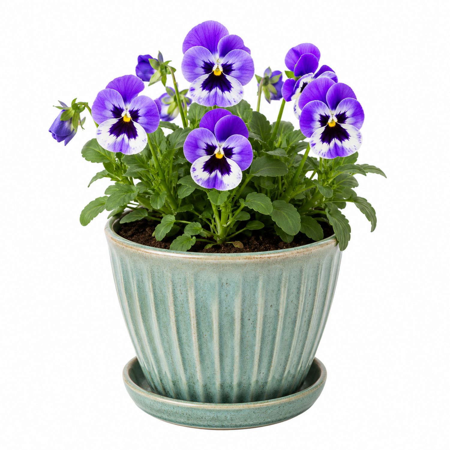 Planta de Pensamientos Violetas en Maceta de Cerámica Verde