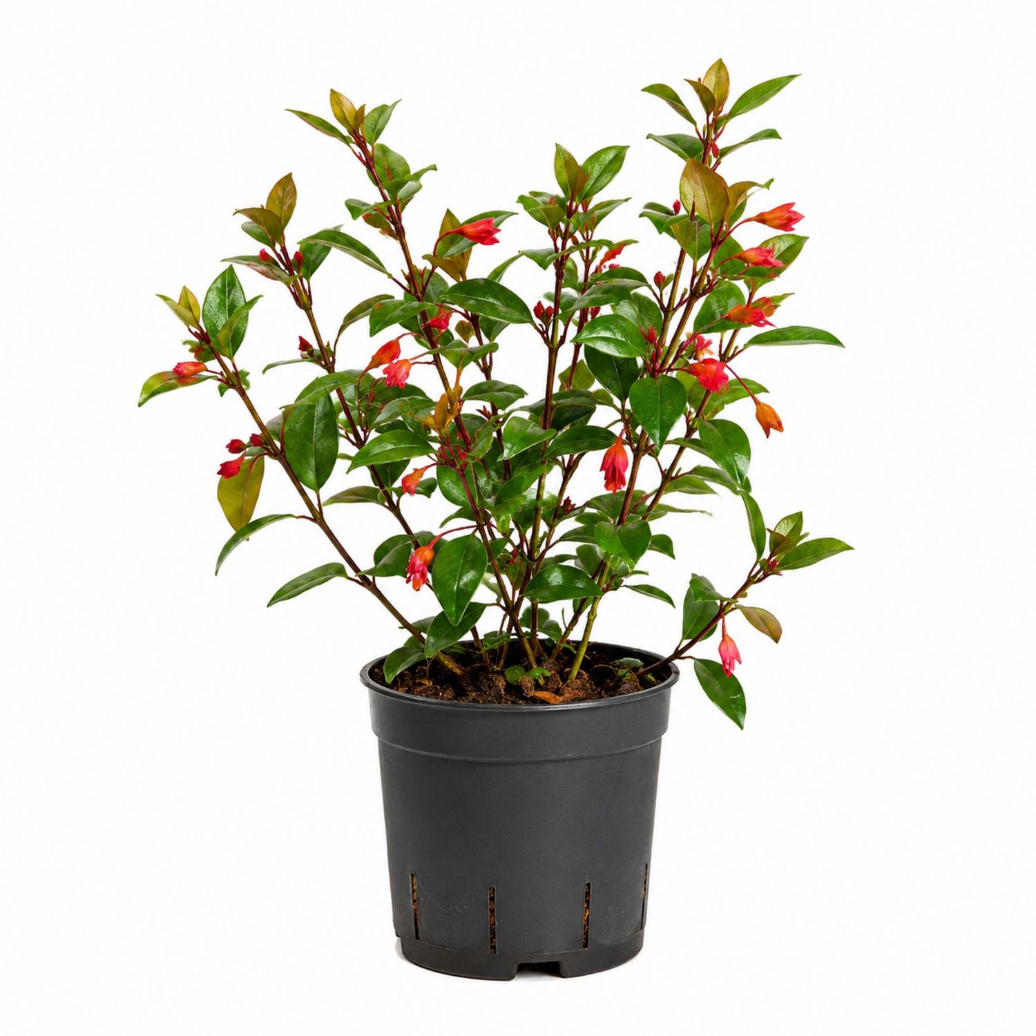 Planta de Interior con Flores Rojas y Maceta Negra