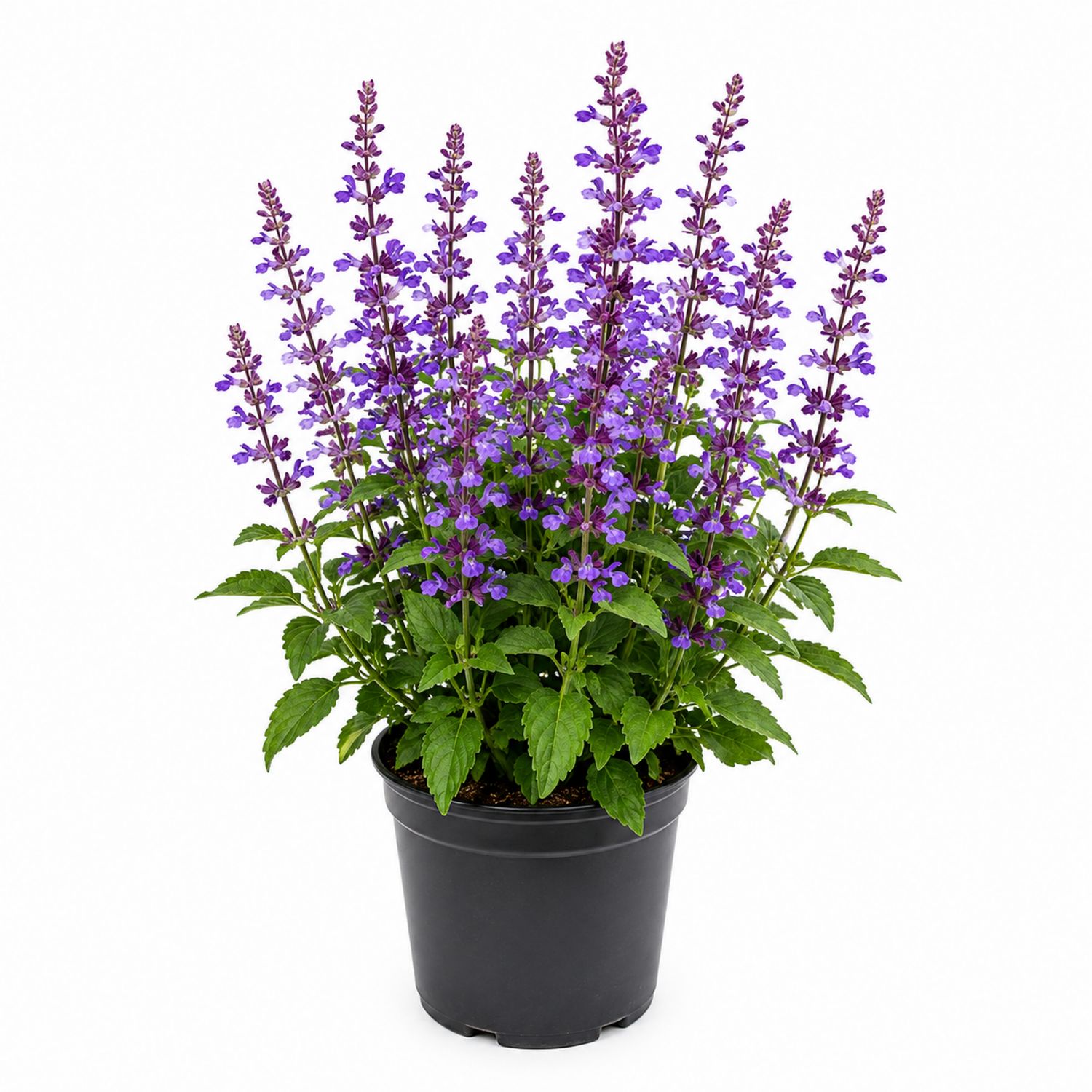 Salvia Púrpura en Maceta Negra de 20 cm