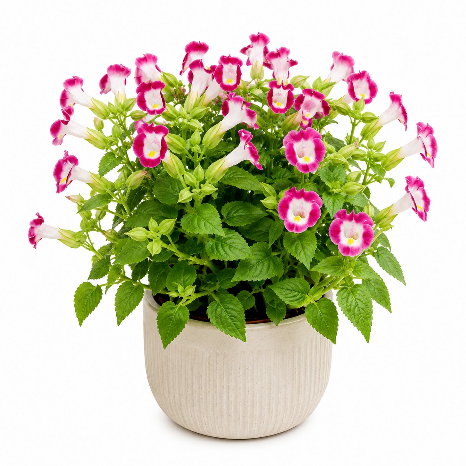 Torenia en Maceta Cerámica Blanca - Flores Rosa y Blanco