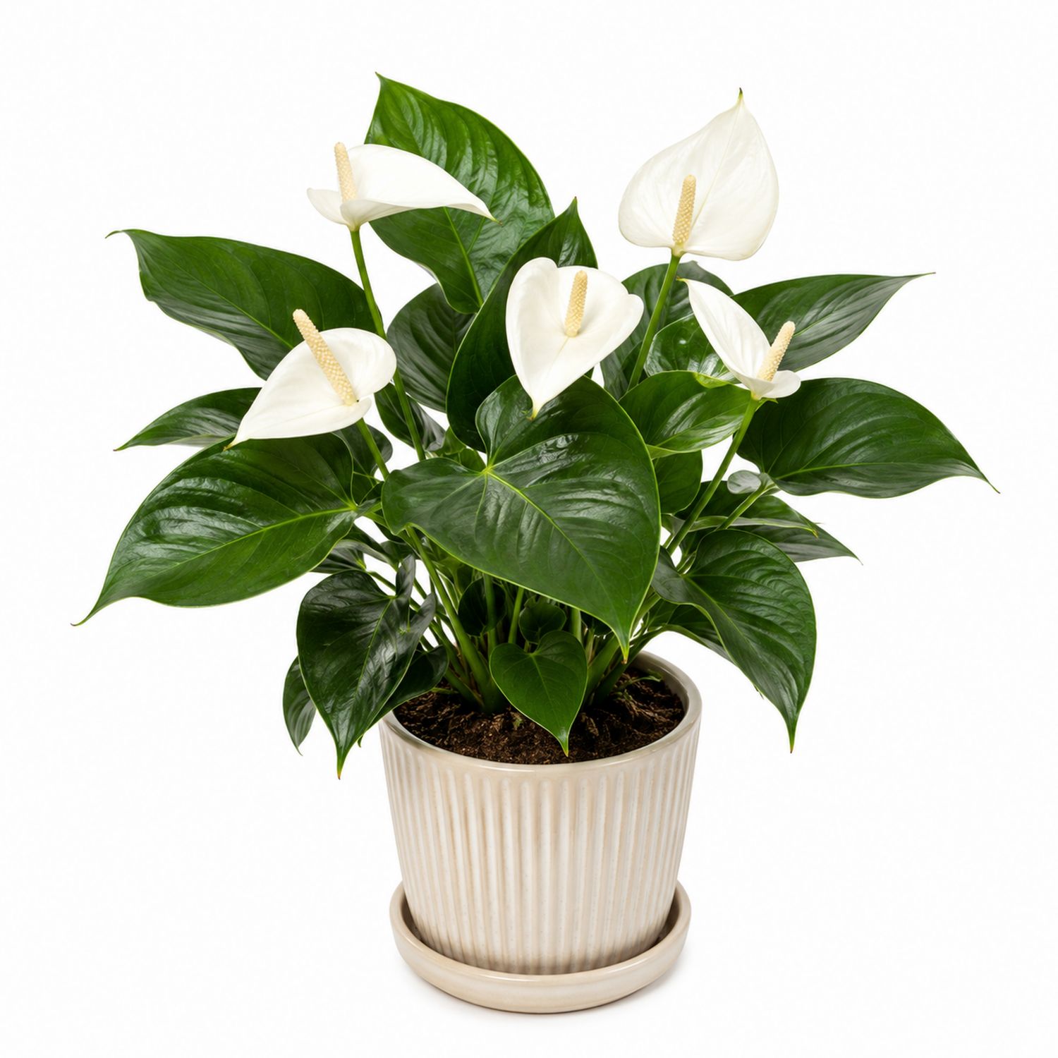 Planta de Interior Spathiphyllum con Flores Blancas en Maceta Beige