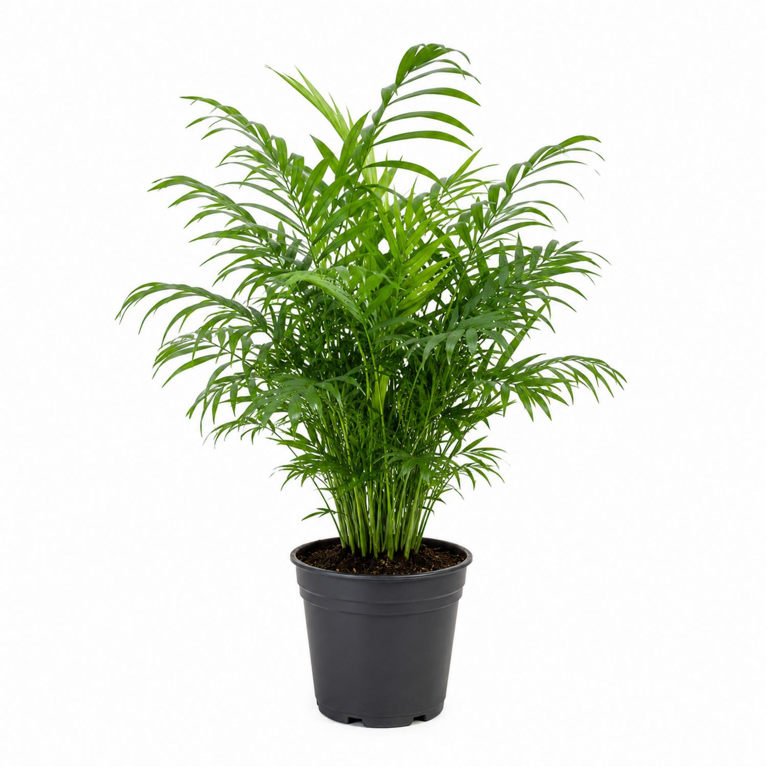 Palmera de Interior Verde en Maceta Negra, 20x70cm