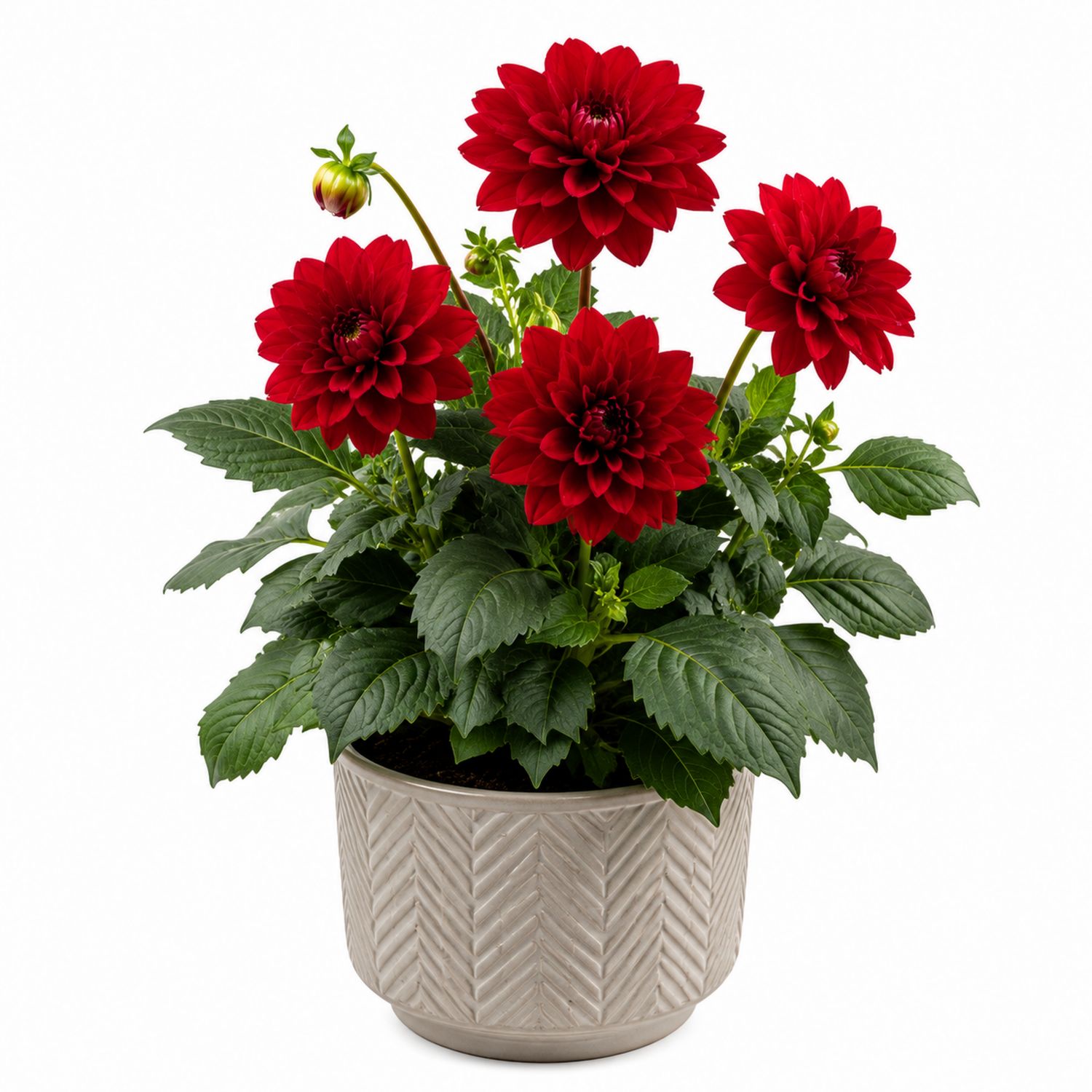 Dahlia Roja en Maceta Decorativa de Interior