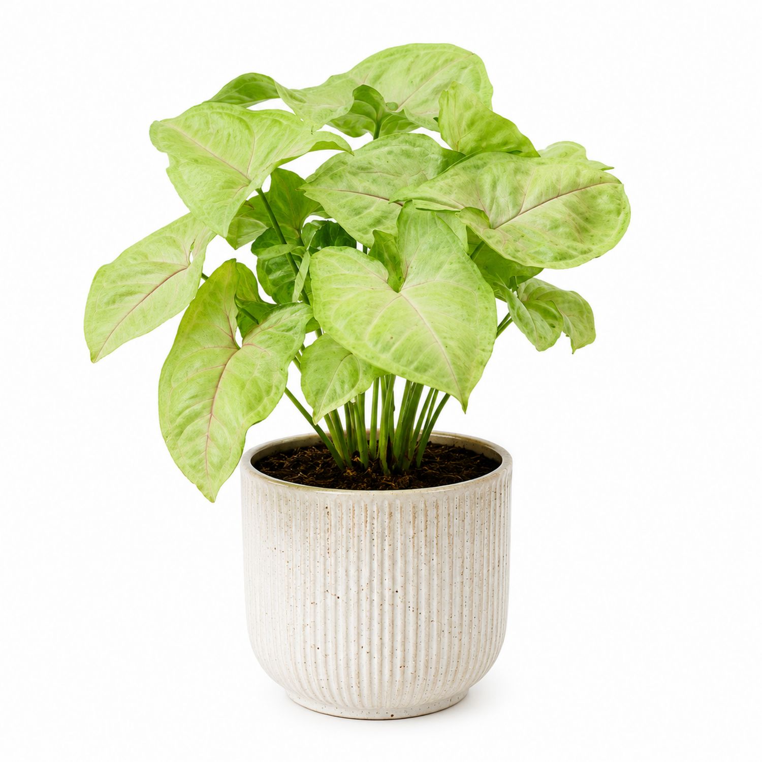 Planta de interior Syngonium verde claro en maceta de cerámica